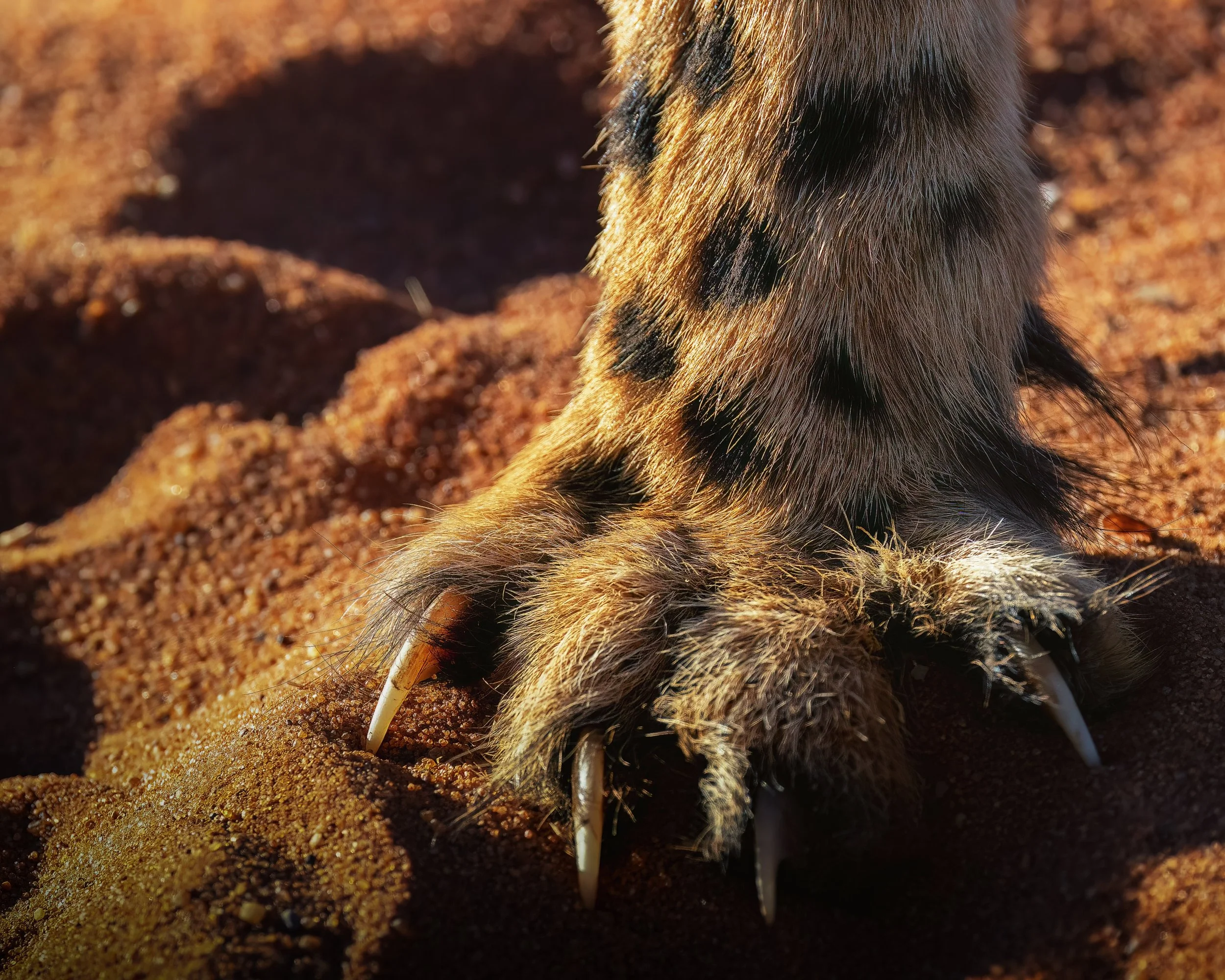 Close-up of a tiger paw with sharp claws on sandy ground.