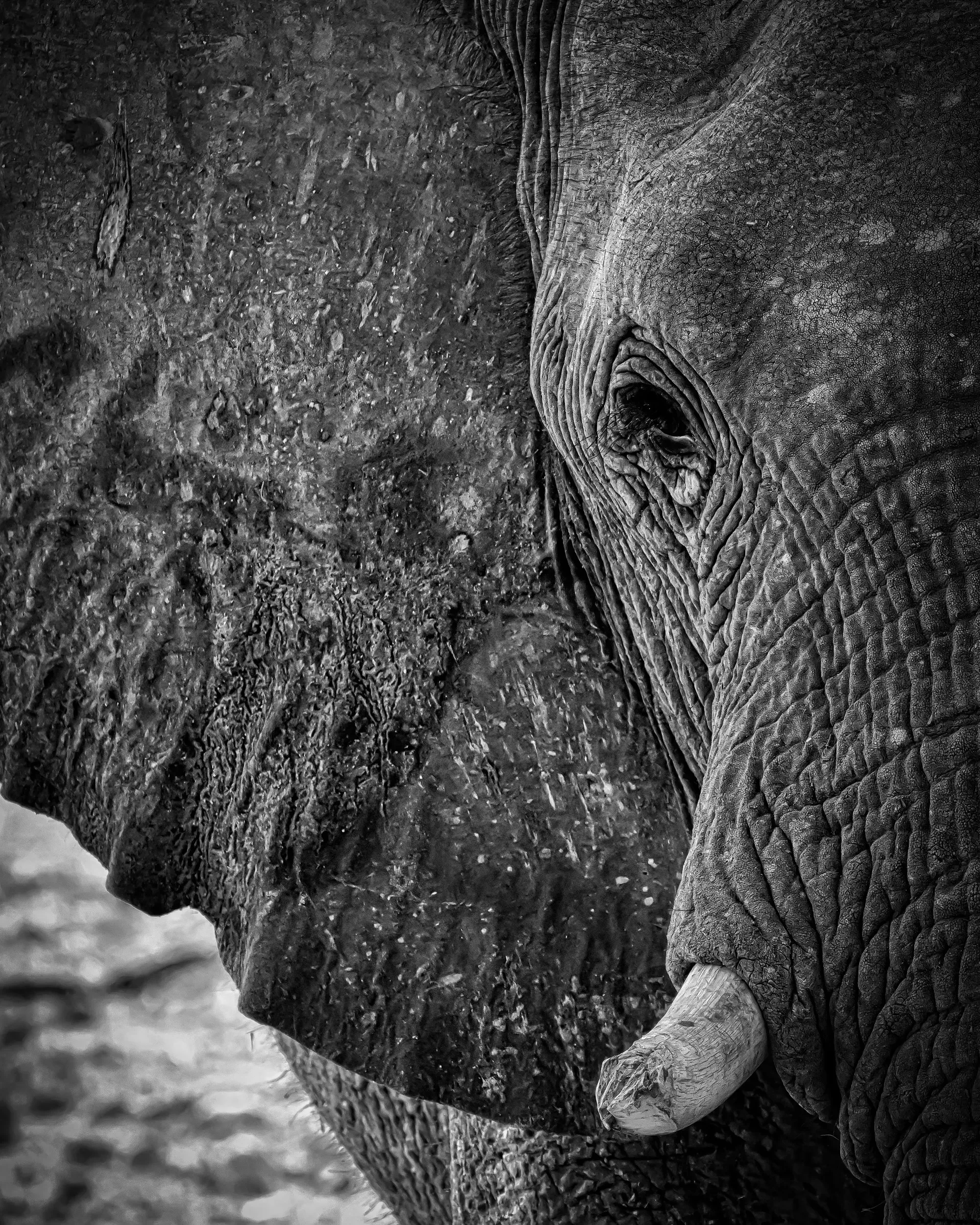 Close-up black and white photograph of an elephant's face, focusing on its eye, textured skin, and trunk.