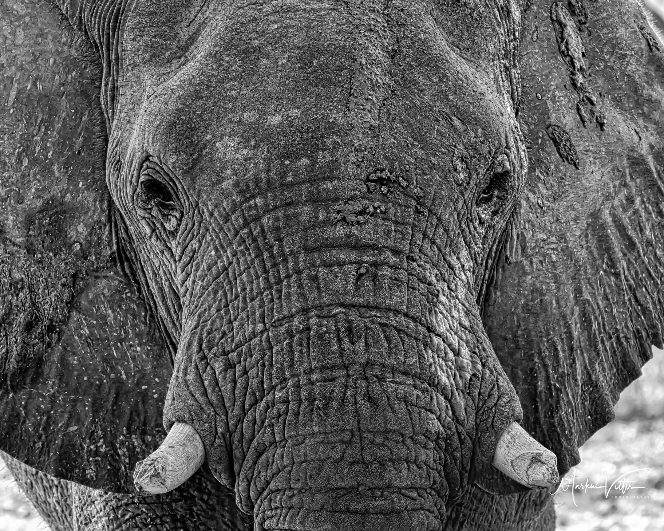 Close-up black and white photograph of a baby elephant's face, showcasing its textured skin, wrinkles, and small tusks.
