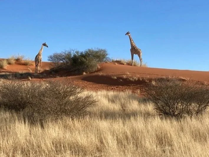 19.08.2021: Dive into the kalahari