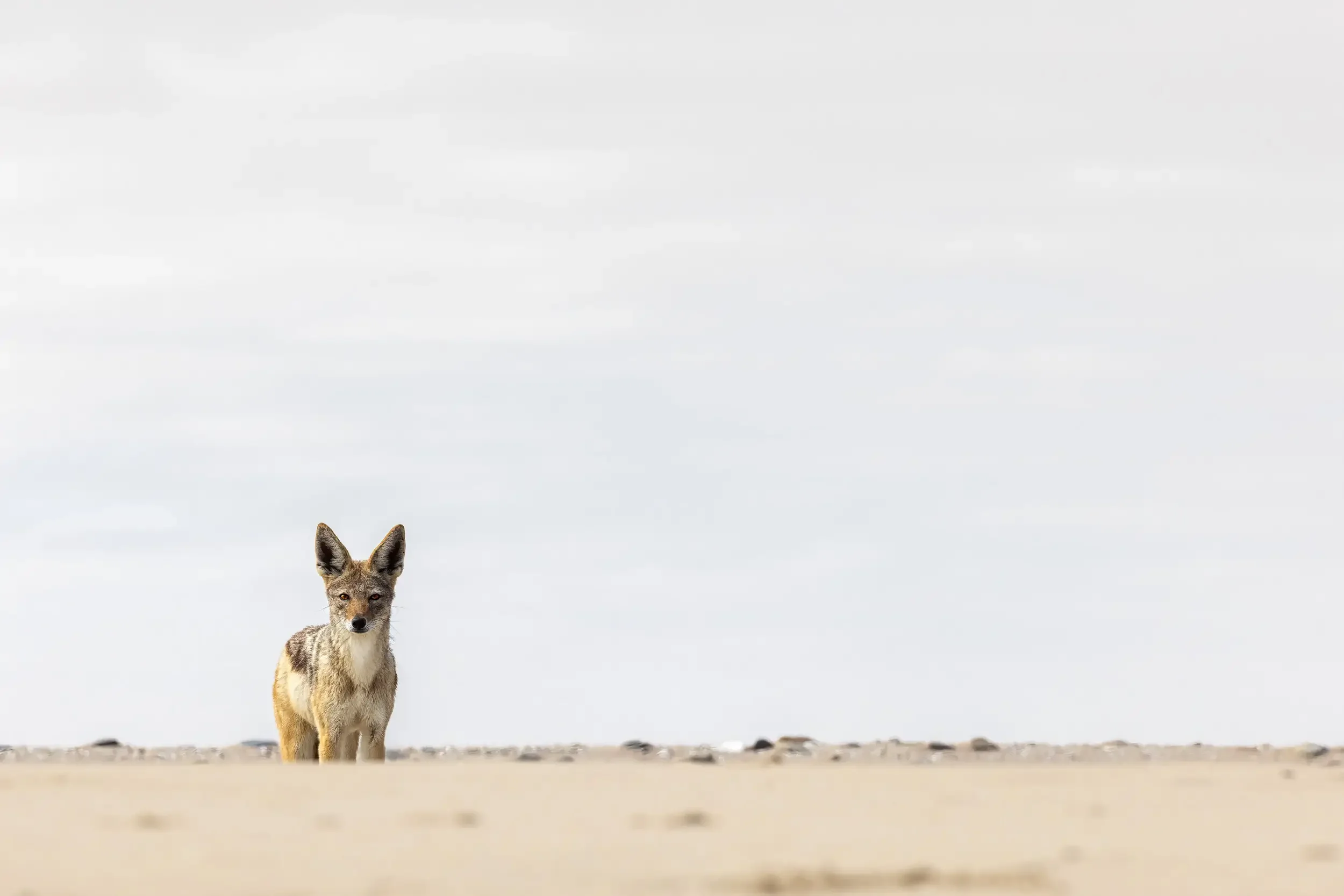 A fox standing alone on a sandy beach with a cloudy sky in the background.