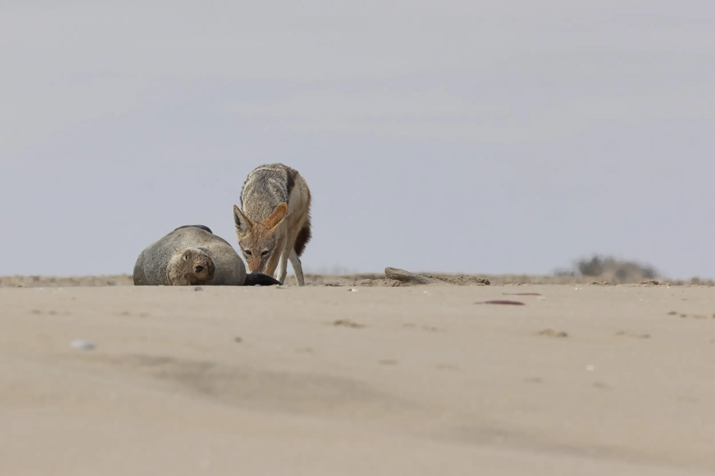 A small coyote approaching a resting seal on a sandy beach under a light gray sky.