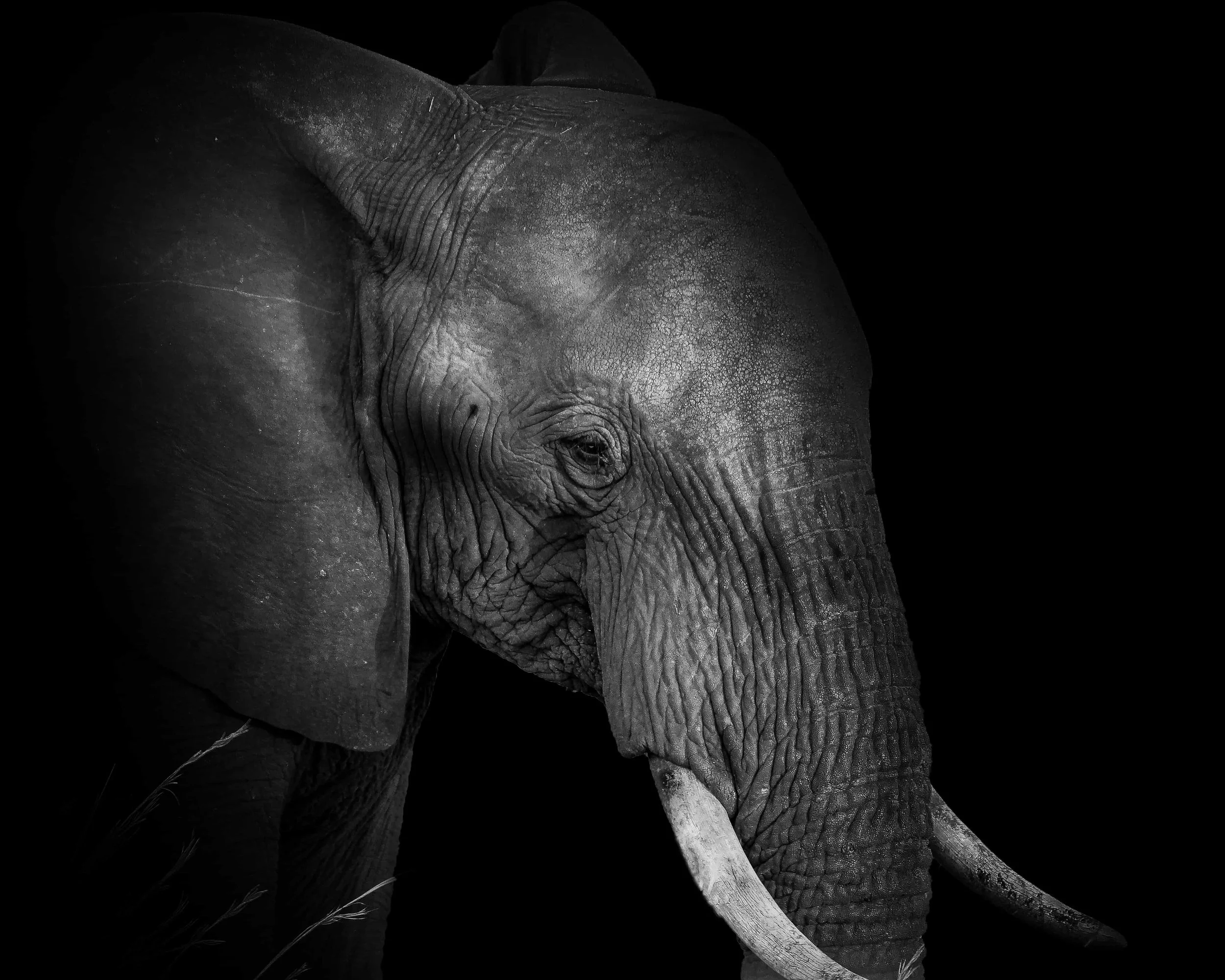 Black and white photo of an elephant's head and trunk, facing slightly to the right, with a dark background.