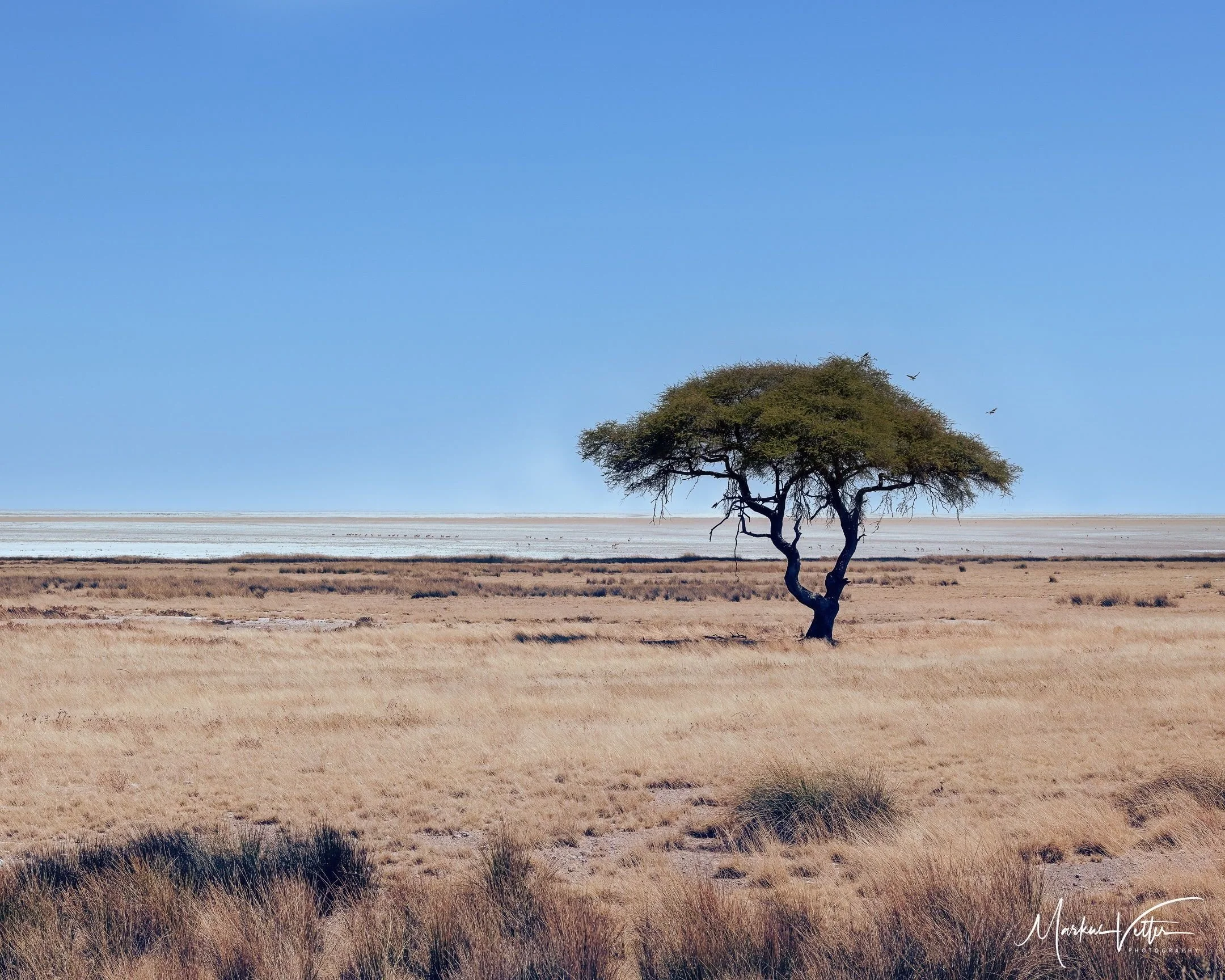 Ein einzelner Baum in einer österreichischen Graslandschaft vor einem blauen Himmel im Hintergrund.