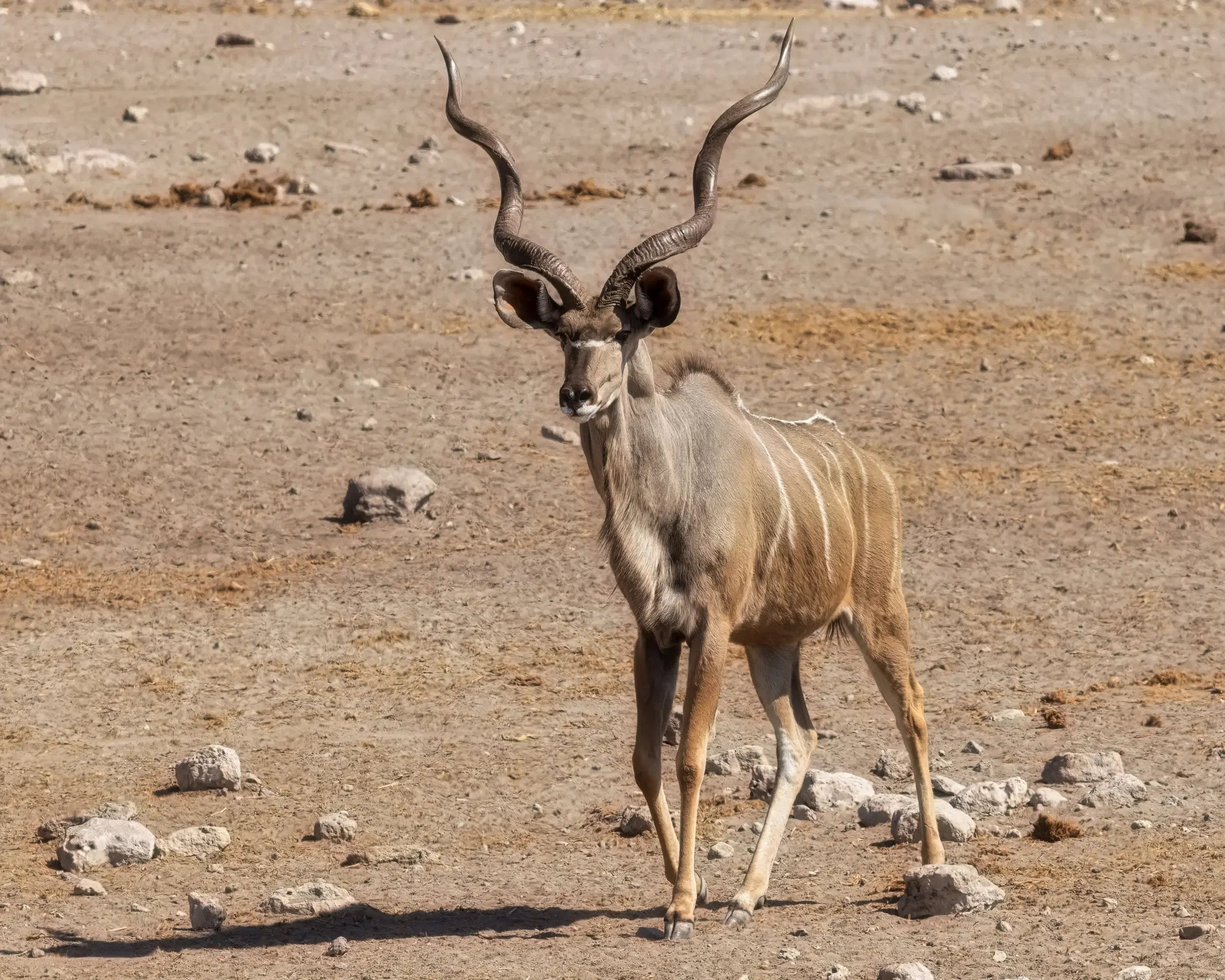 A kudu standing in a dry, rocky terrain with long, twisted horns and light brown fur.