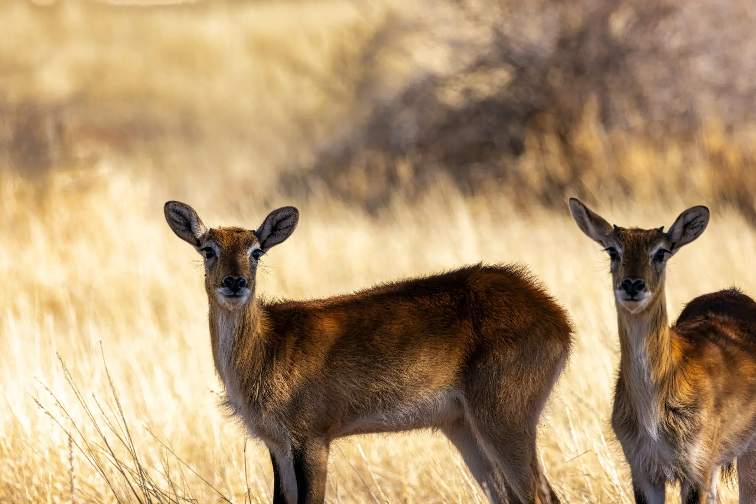 Two deer standing in a grassy field with a blurred background.
