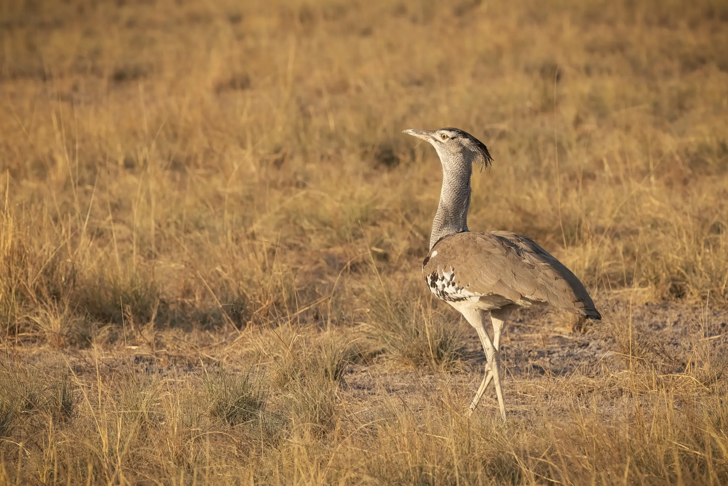 A bird, a cori bustard, standing in dry grassland with tall, brown grasses and a blurred natural background. Bird.