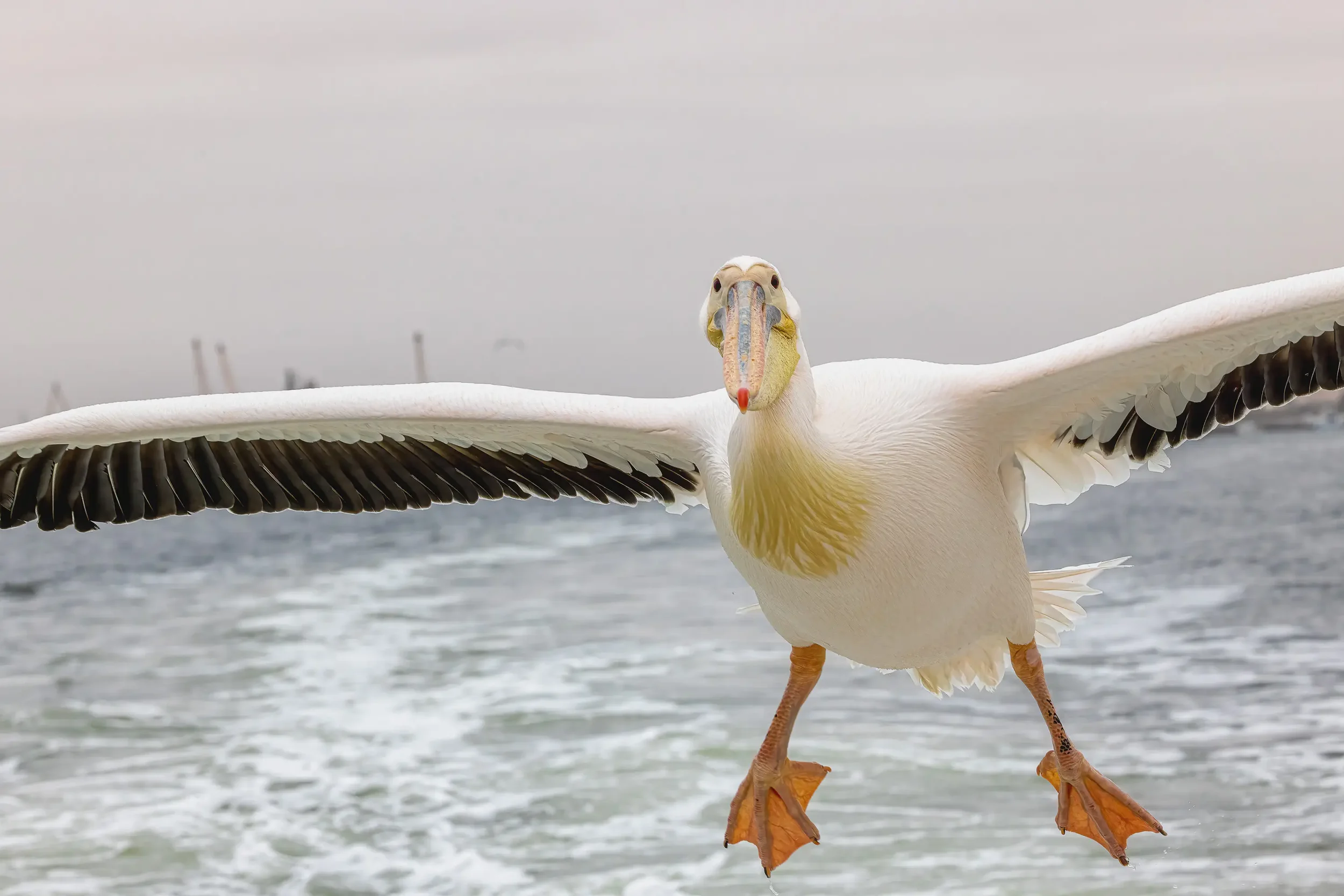 Ein fliegender Pelican, der auf dem Meer über Wasser schwebt, mit einem grauen Himmel im Hintergrund.