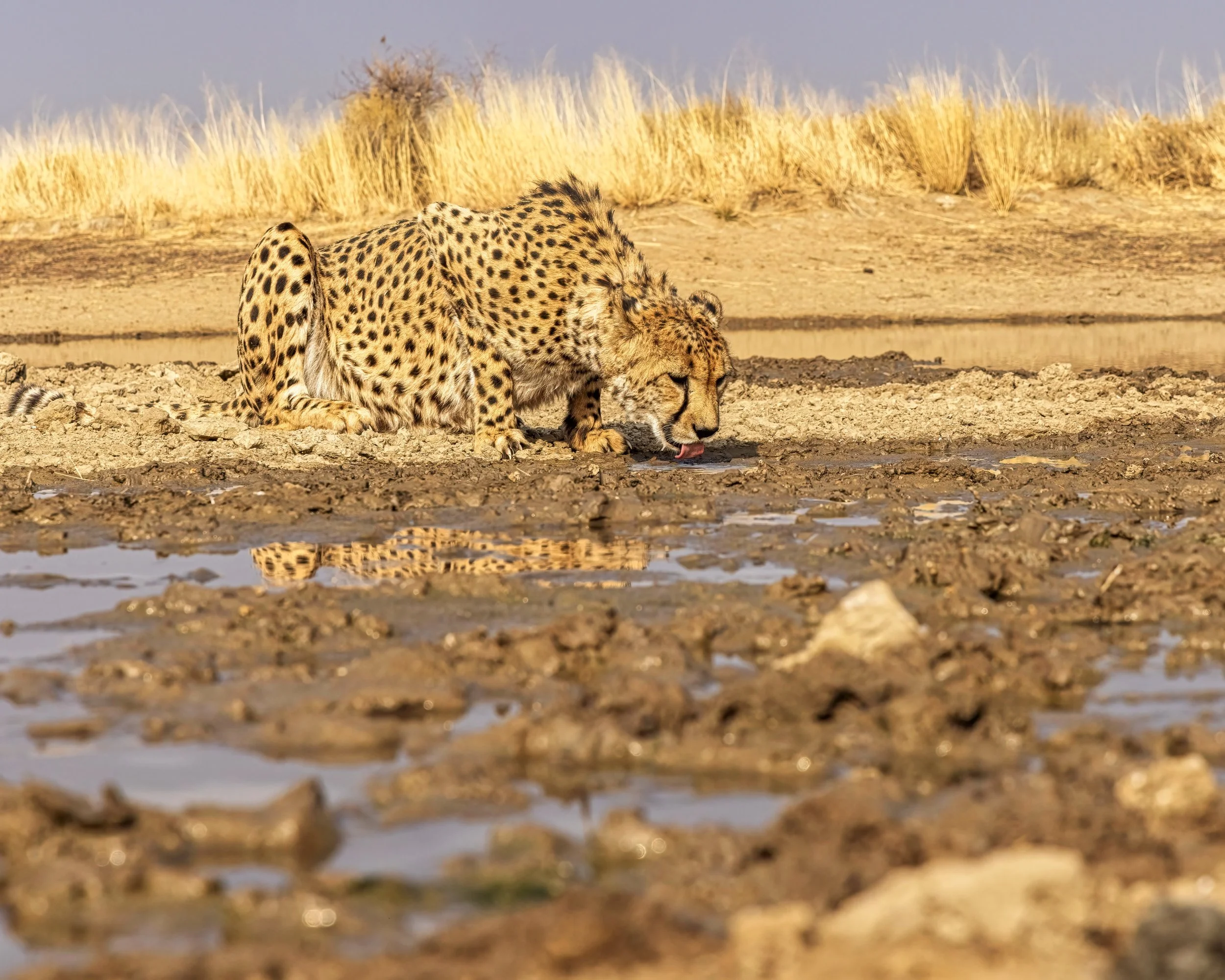 A cheetah drinking water from a muddy waterhole in a dry landscape with tall yellow grass in the background.