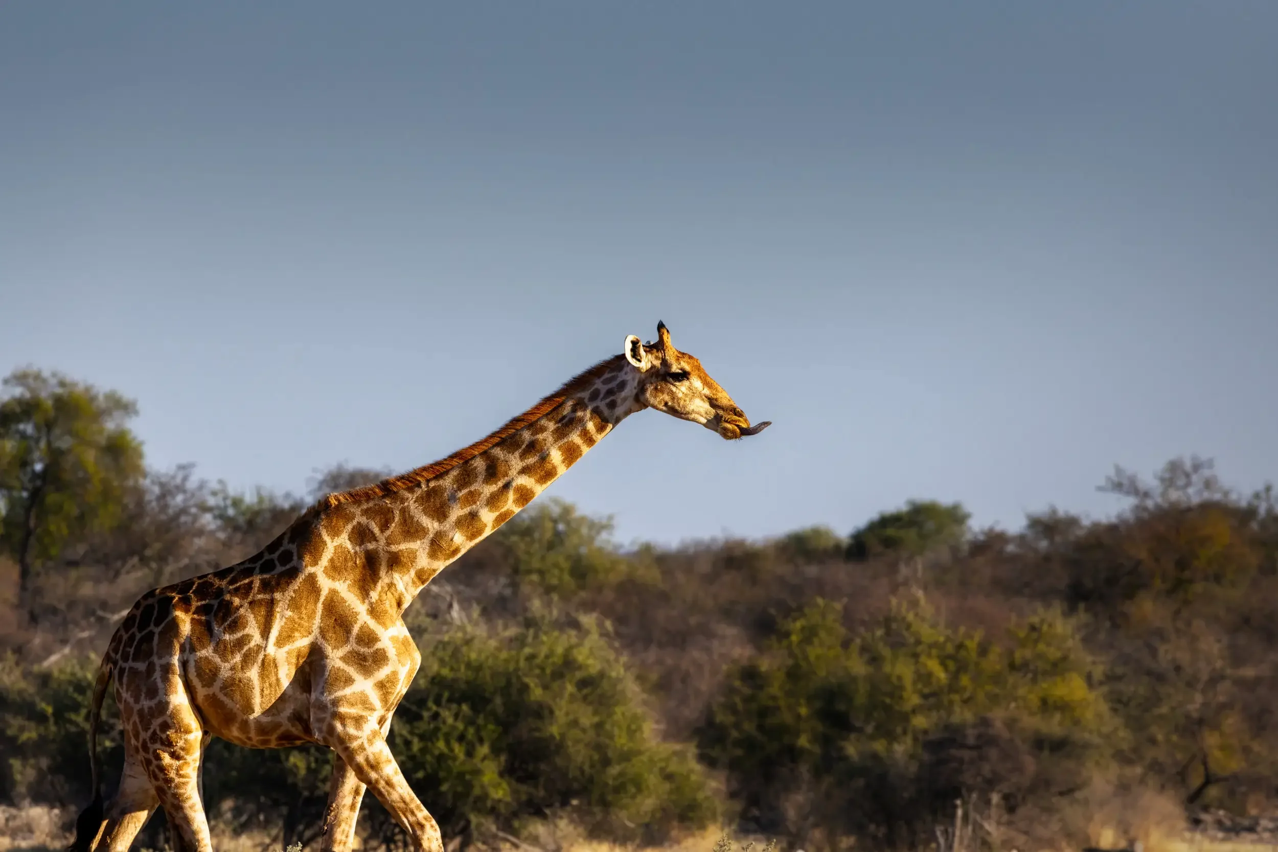 A giraffe walking in a savannah landscape with trees and bushes under a clear sky.