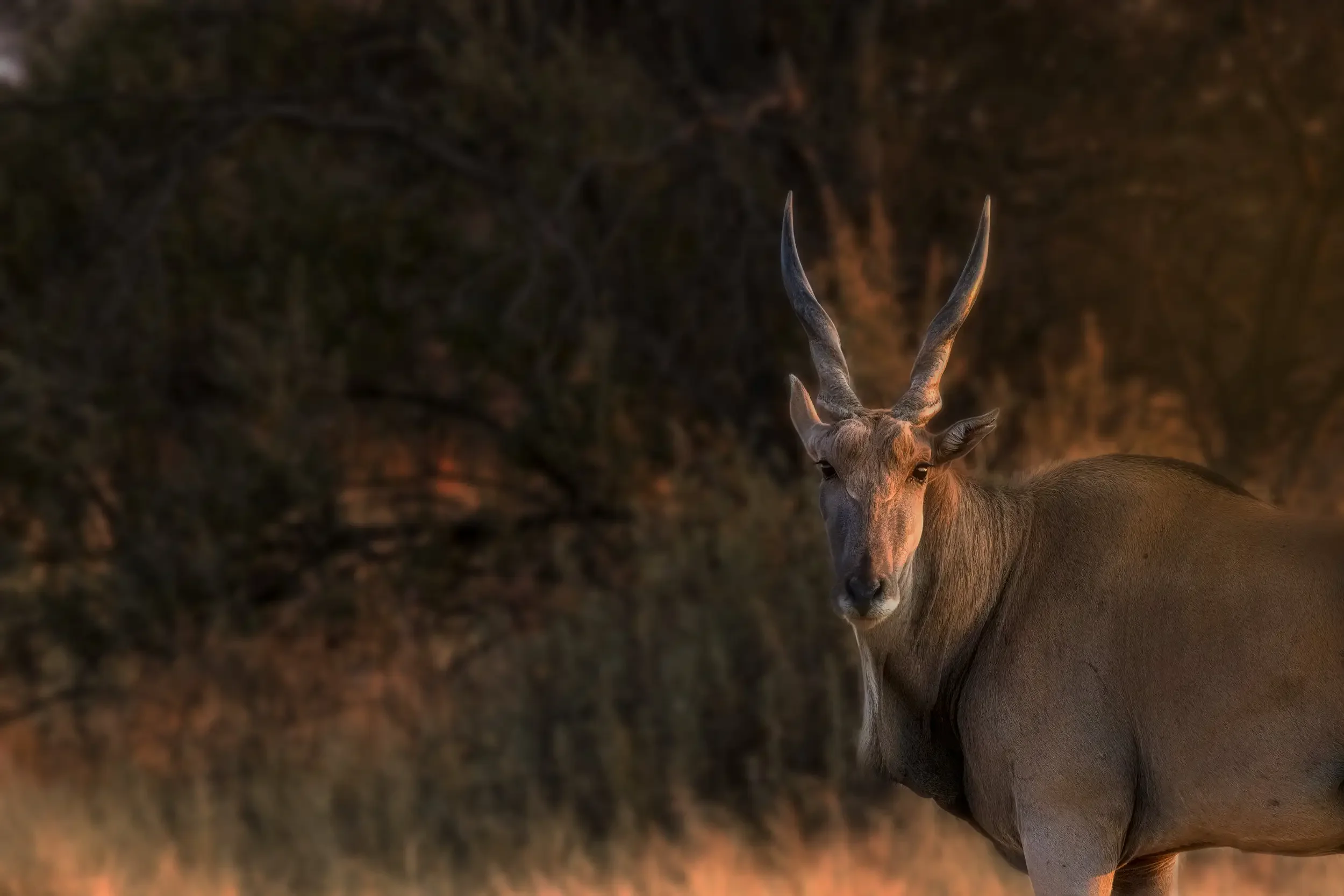 An elk with large, twisted antlers standing in a dimly lit natural setting.