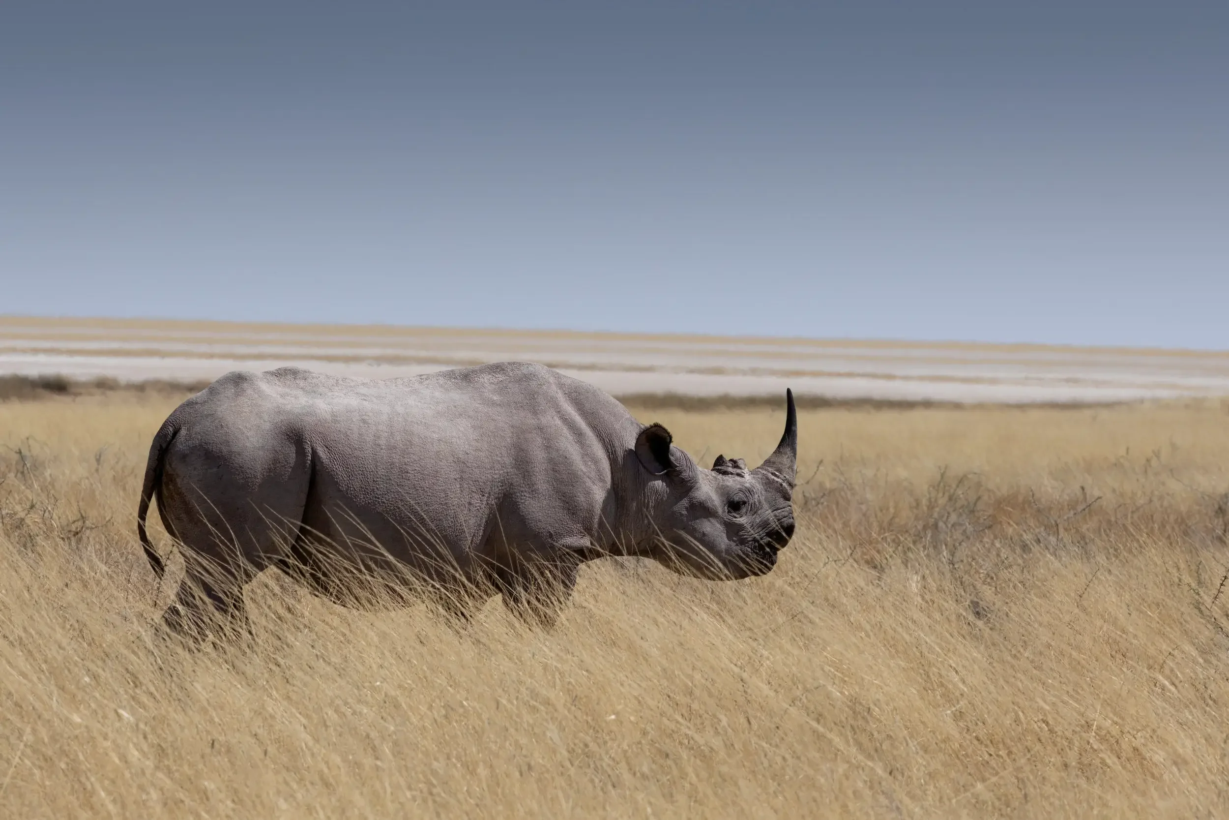 A rhinoceros standing in tall dry grass in a savannah landscape with a flat horizon and clear blue sky.
