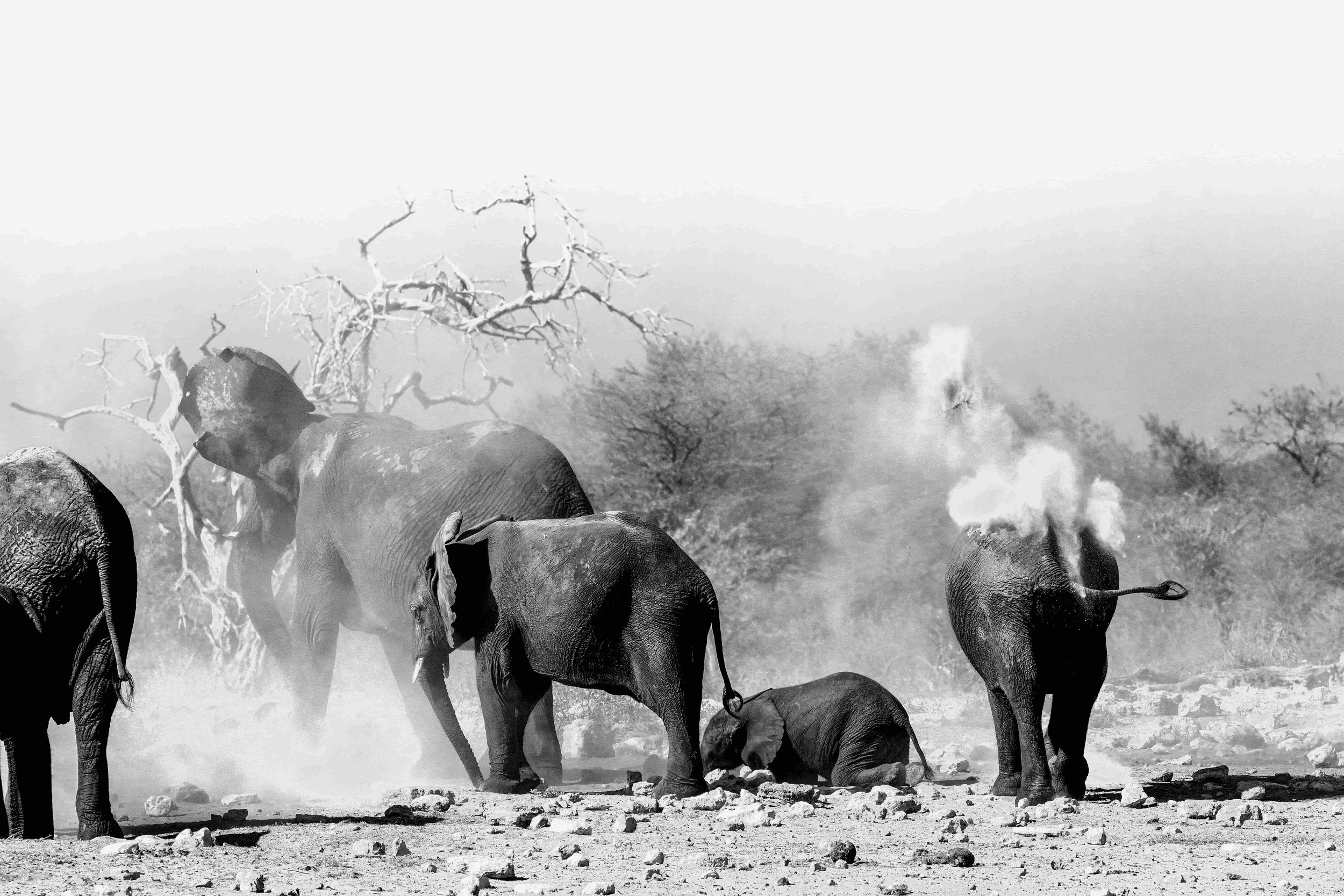 A group of elephants in a dry, dusty landscape, with one elephant appearing to be smoking or emitting smoke from its trunk, against a backdrop of leafless trees.