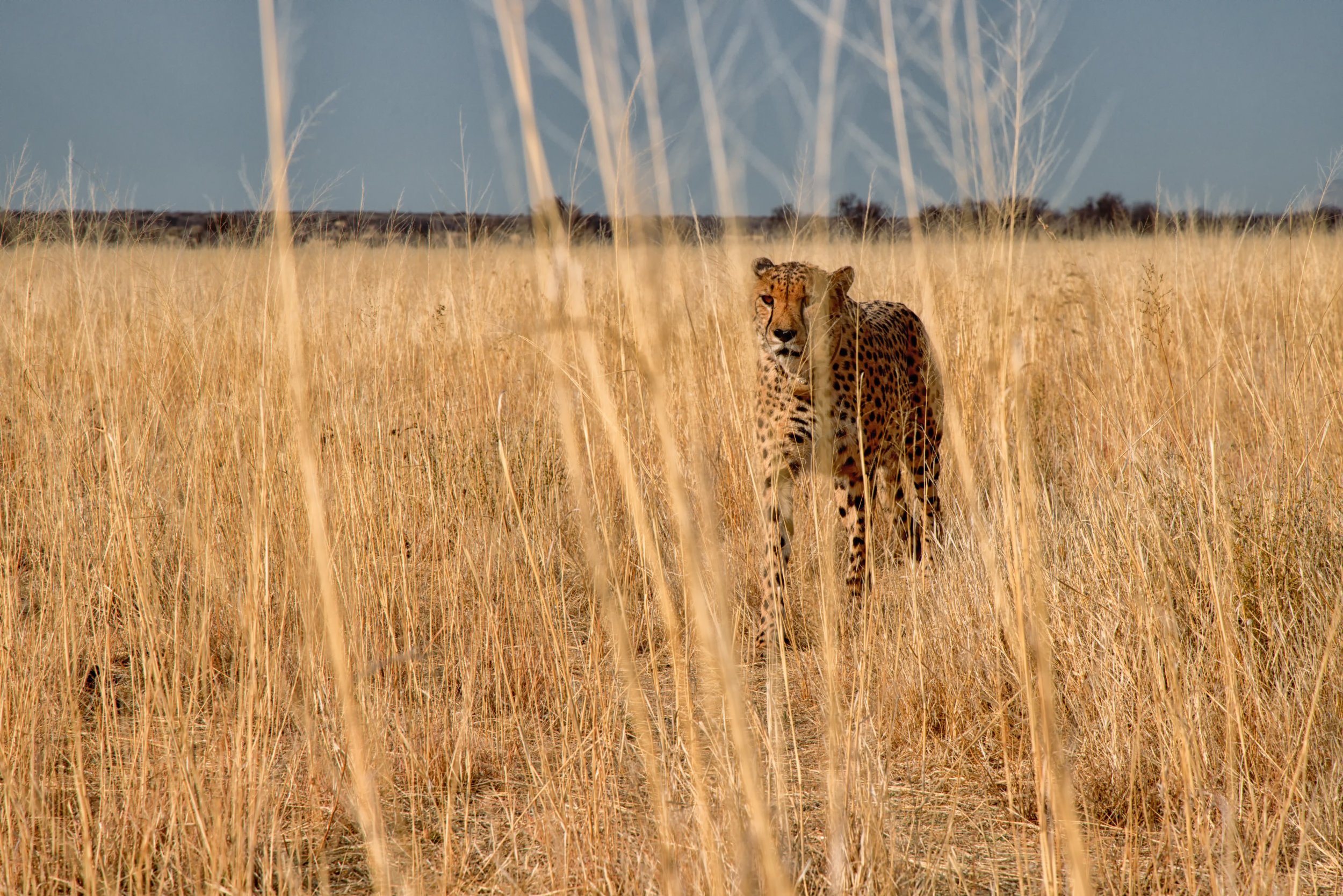 A cheetah standing in tall golden grass in an open savanna with a cloudy sky in the background.