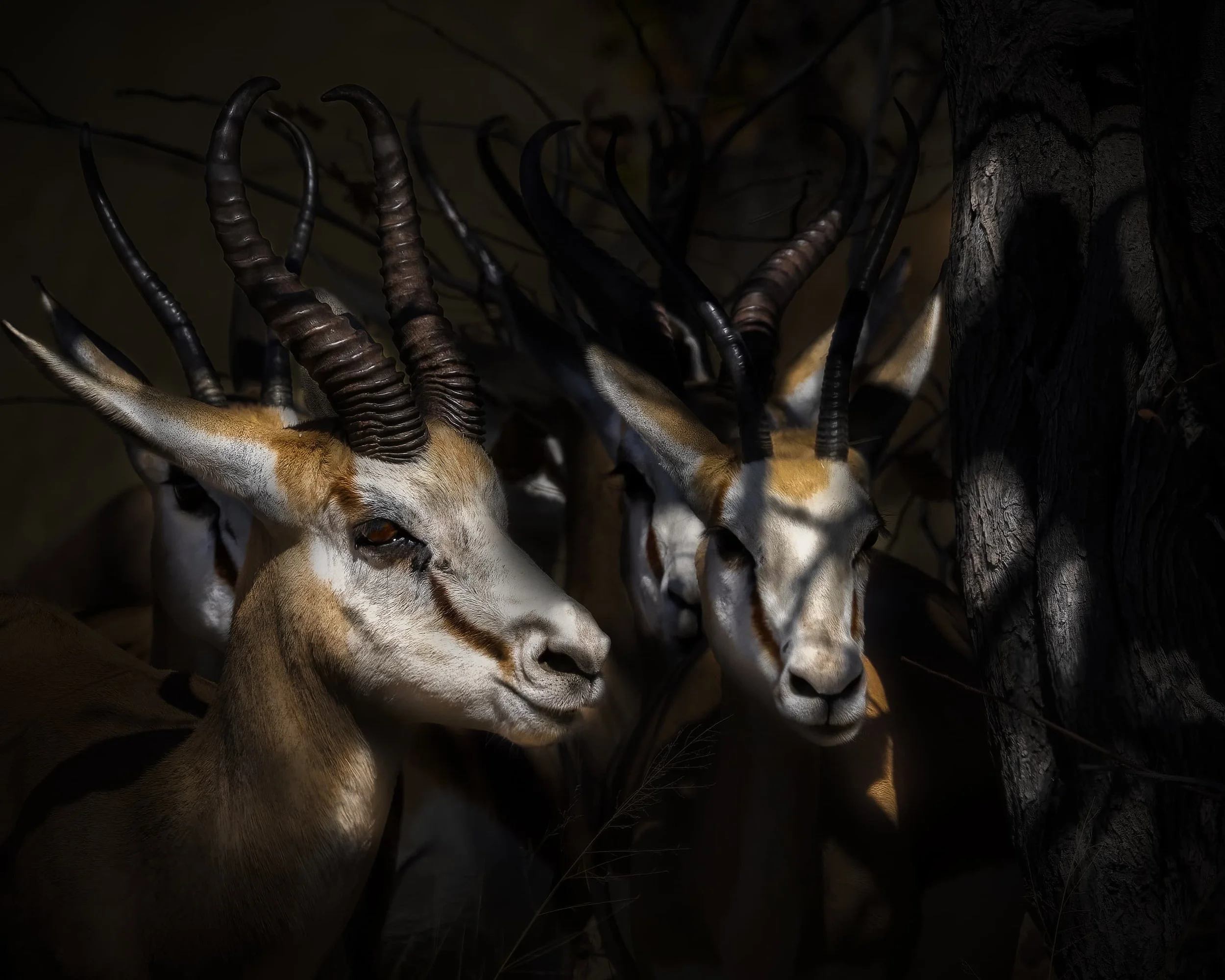 Zwei Antilopen mit langen, spiralförmigen Hörnern versteckt im Schatten hinter einem Baum.