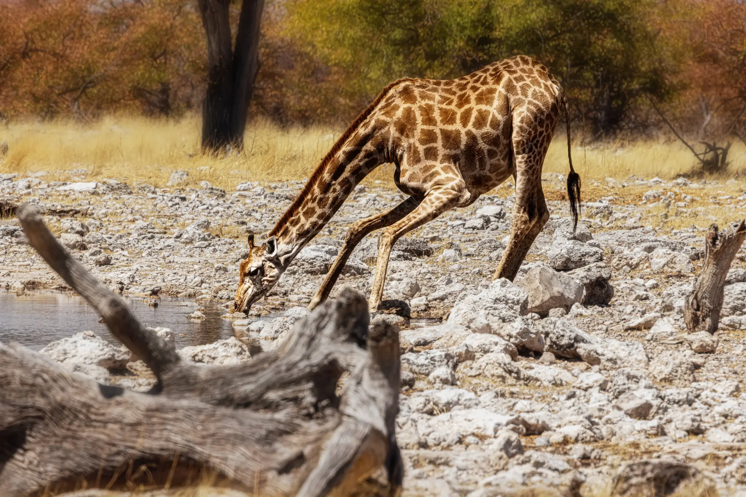 A giraffe drinking water from a river in a dry savanna landscape with trees in the background.