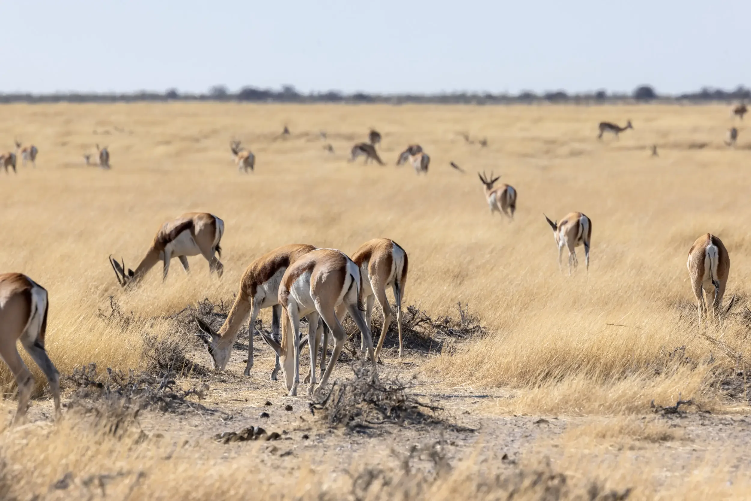 A herd of springbok antelopes grazing and walking on dry grassland in a savanna