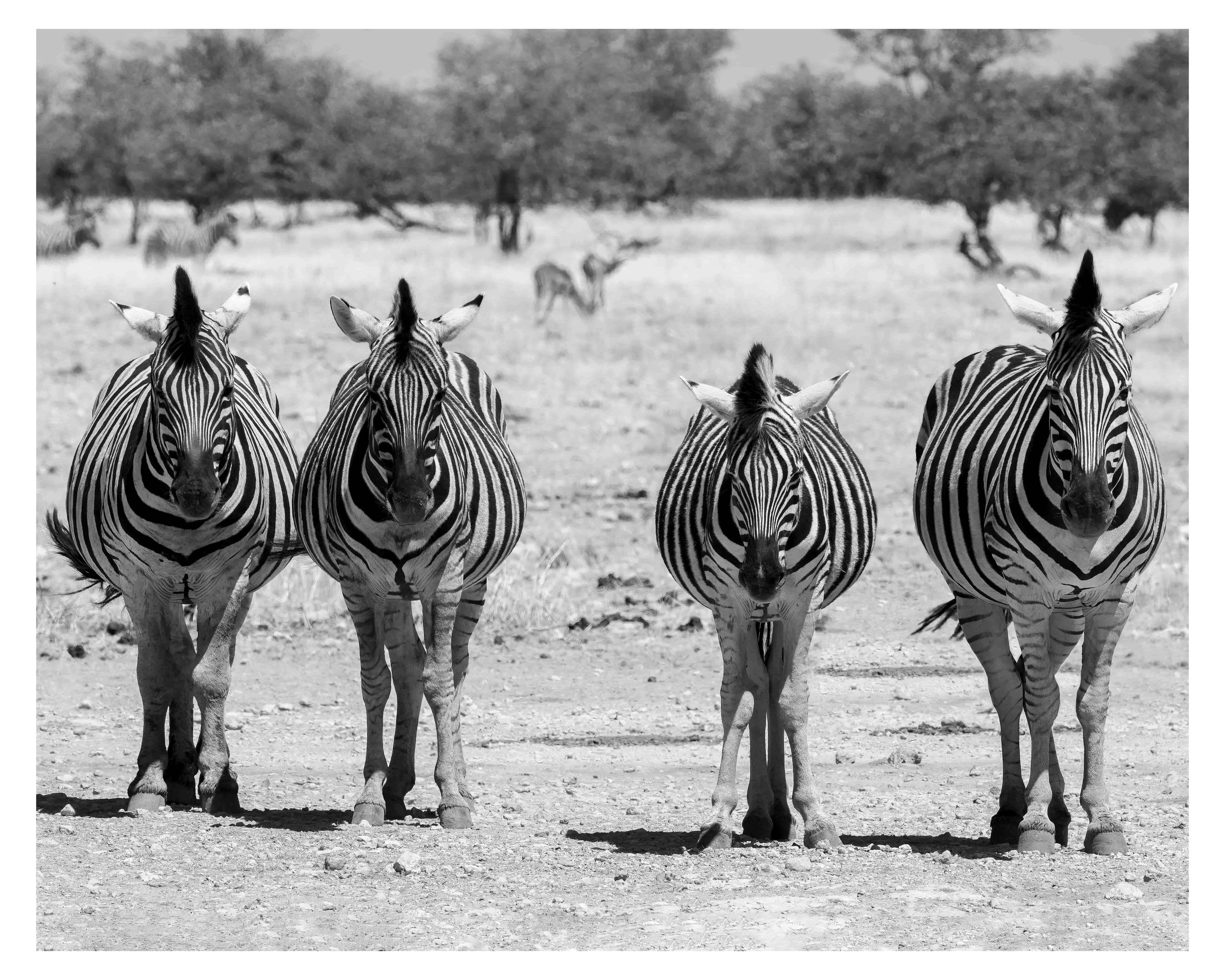 Four zebras standing on a dirt plain with trees and other animals in the background in black and white.