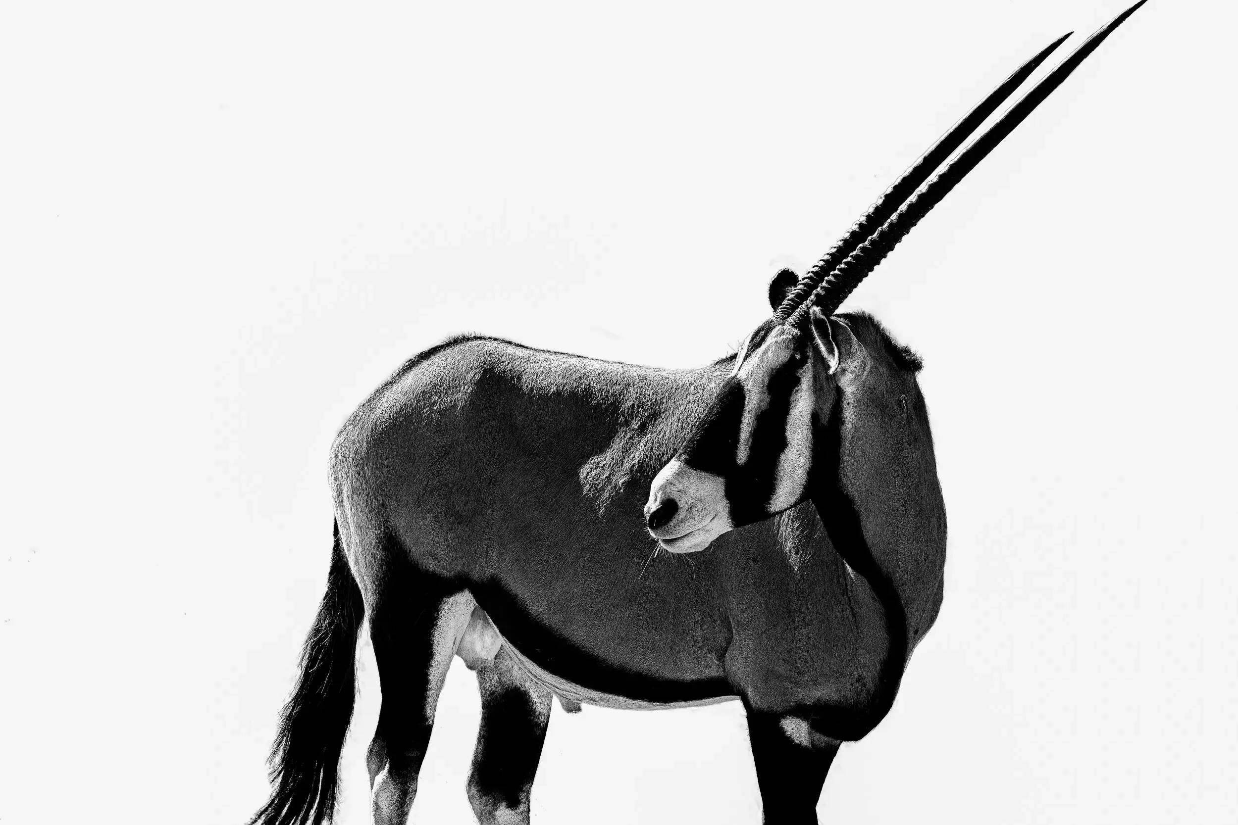 A black and white photograph of a pronghorn antelope with long, straight horns, standing against a plain white background.