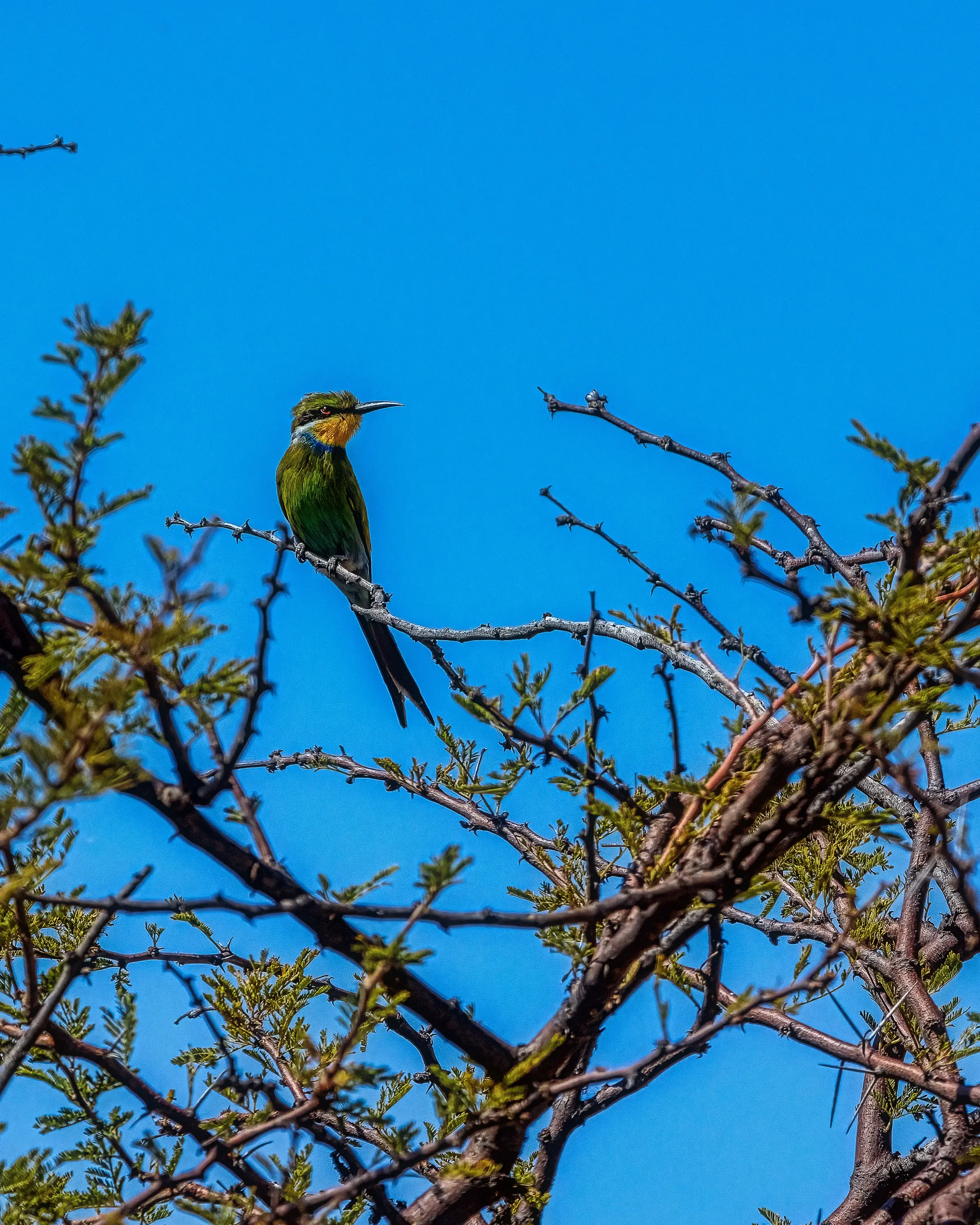 A colorful bird perched on a branch of a tree with green leaves against a clear blue sky.