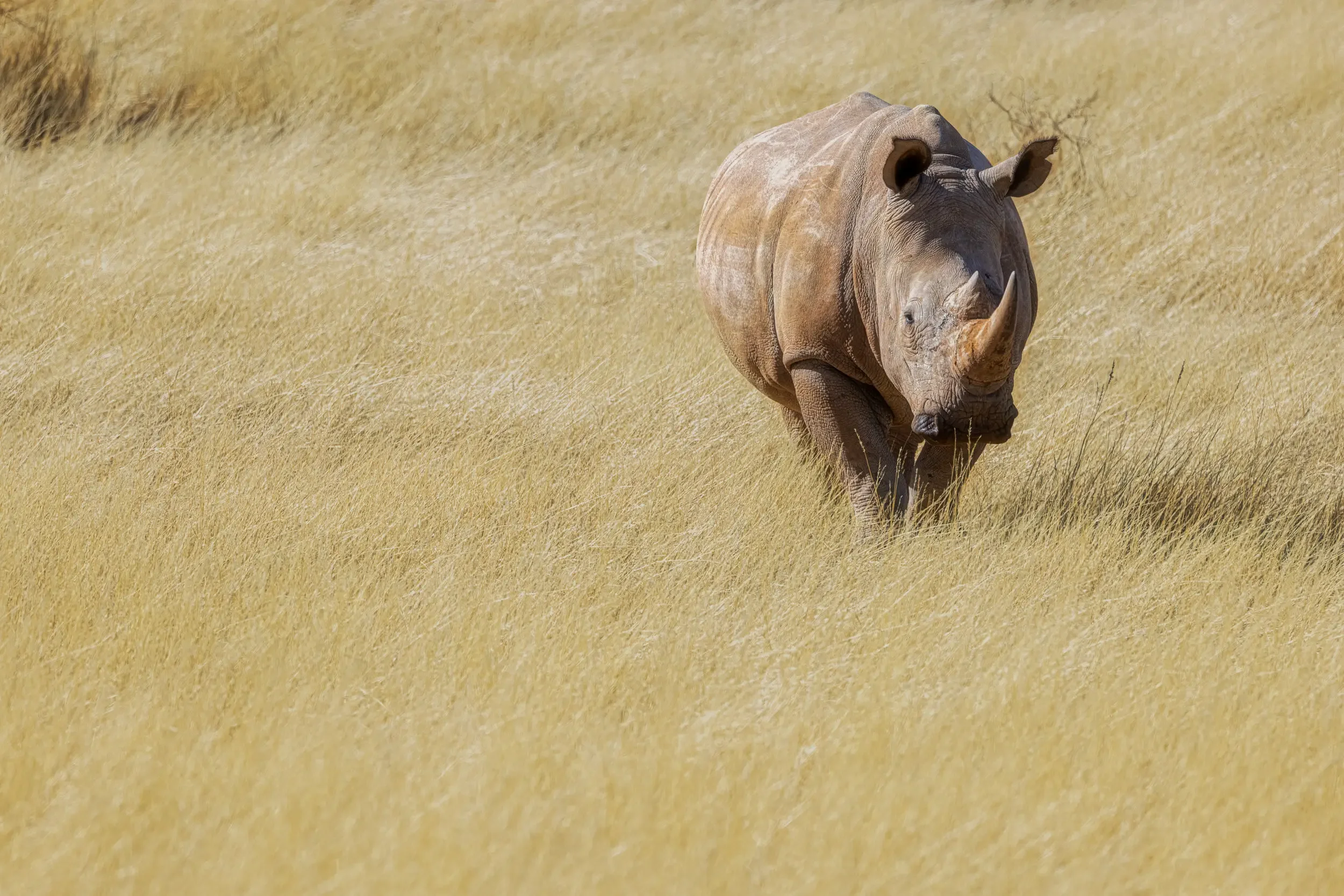 A rhinoceros walking through tall yellow grass in a savannah