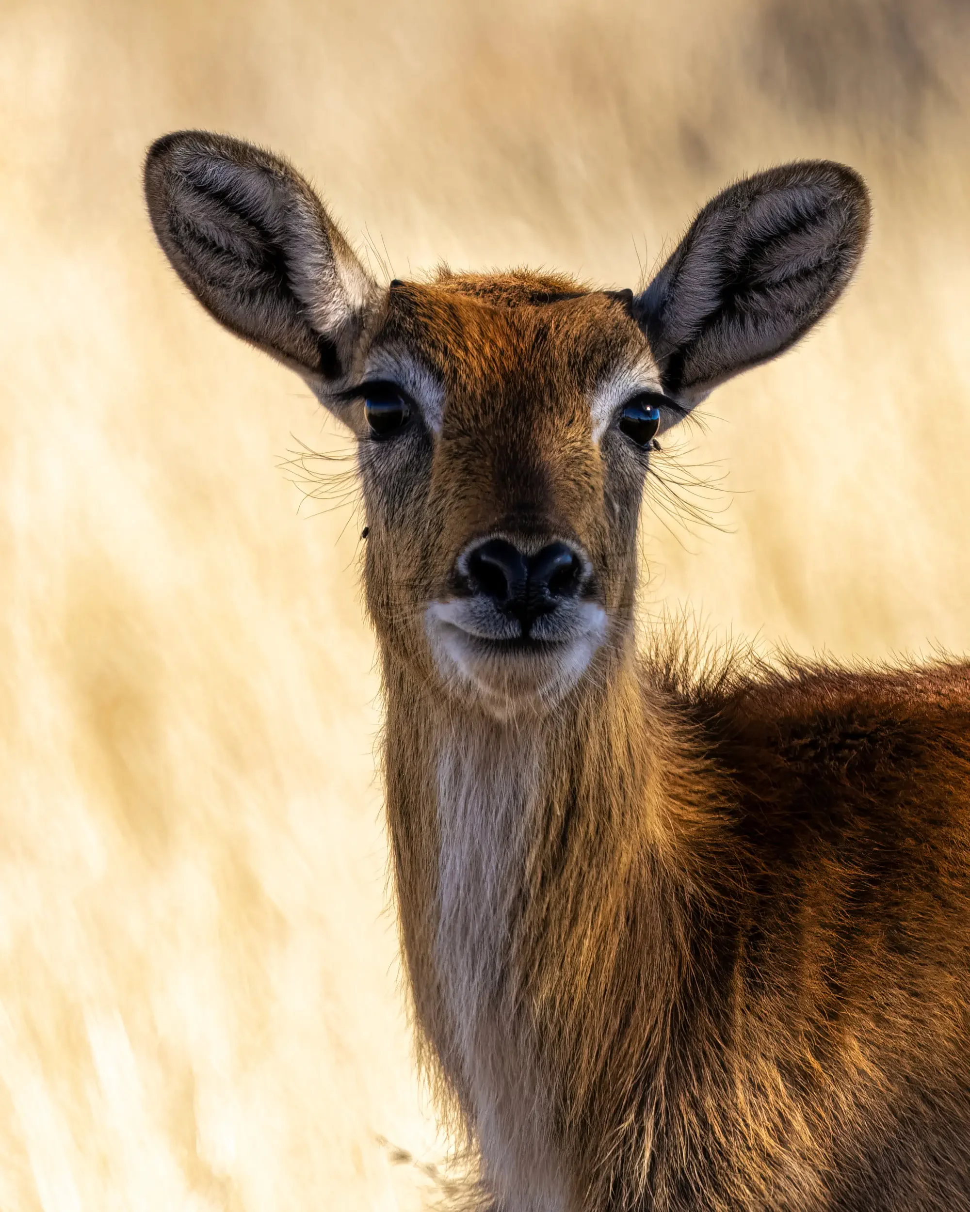 Close-up of a young deer with large ears and dark eyes, standing against a blurred yellow background.
