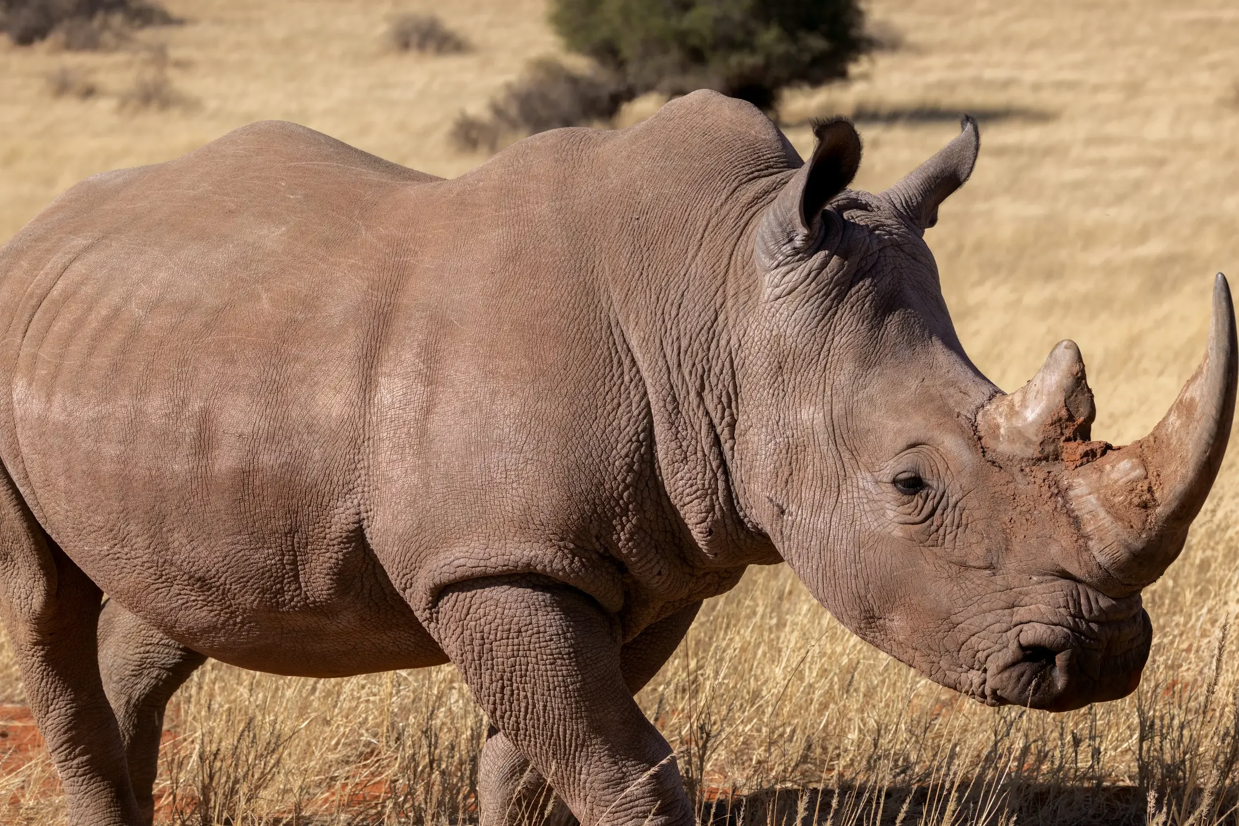 A rhinoceros walking in a dry grassland.