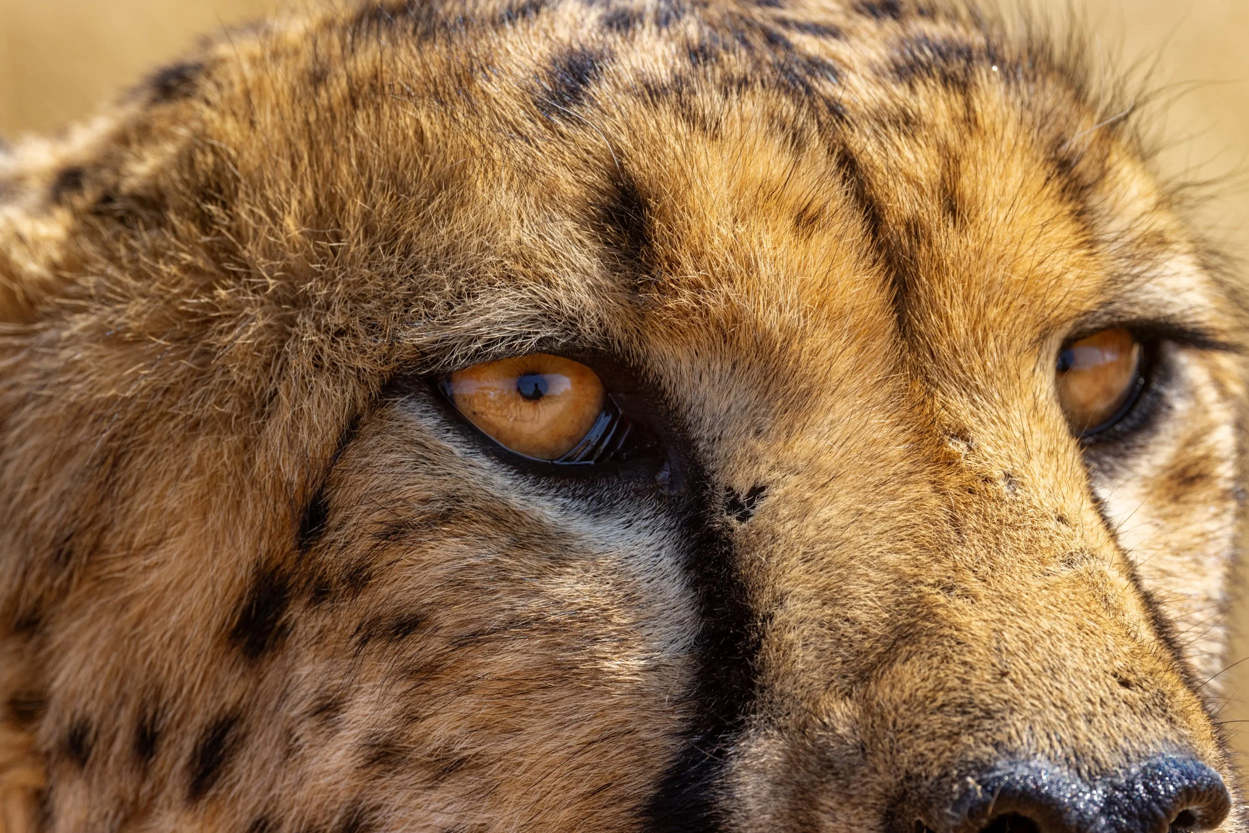 Close-up of a cheetah's face showing its amber eyes, fur, and black tear marks.