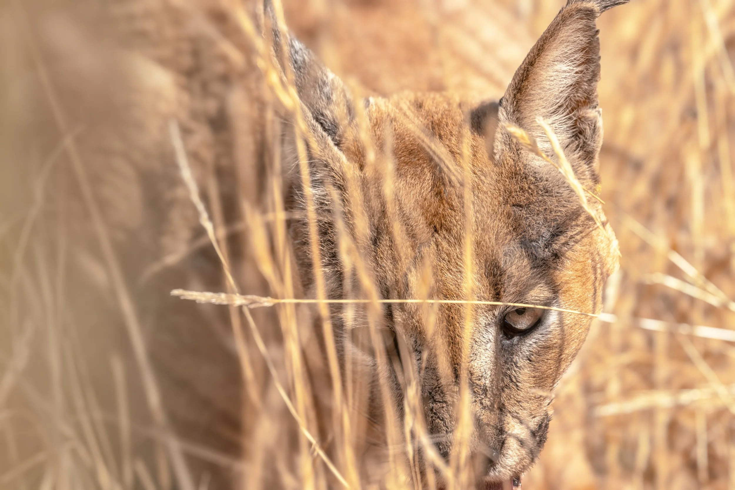 A close-up of a wild cougar or mountain lion through dry grass, showing its face and eye.