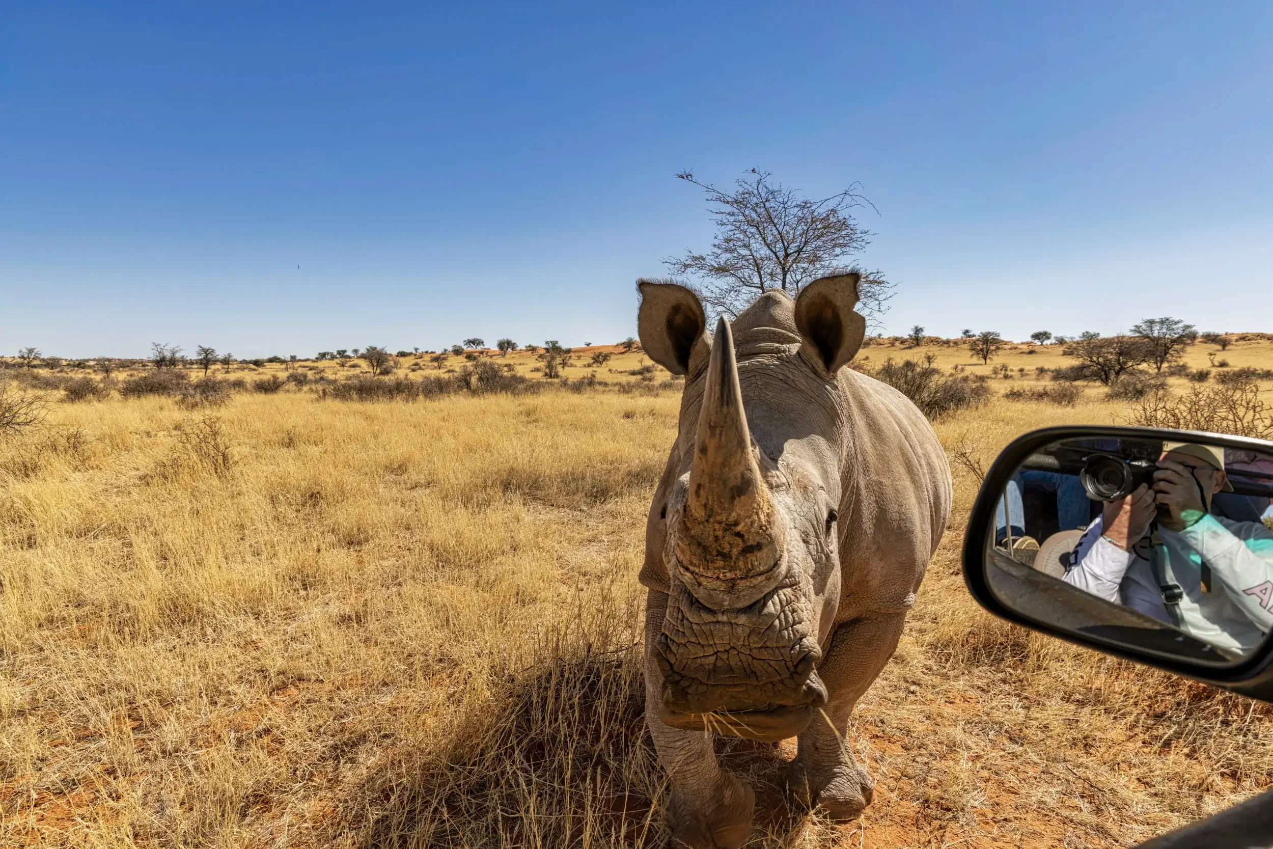 Rhino in der afrikanischen Savanne, aufgenommen aus einem Fahrzeugfenster. Der Fotograf ist im Auto und fotografiert den Büffel, der direkt auf die Kamera zuschaut.