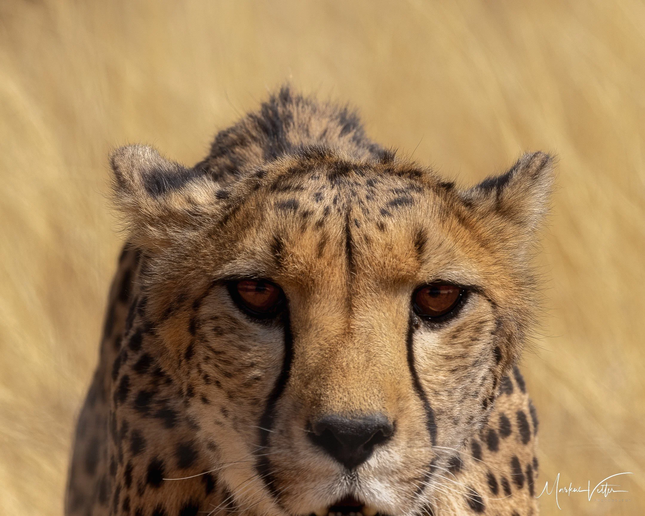 Nahaufnahme einer Leopardenin, mit braun-gelber Fellzeichnung und schwarzen Flecken, Blick in die Kamera, davor ist die savannenähnliche Landschaft sichtbar.