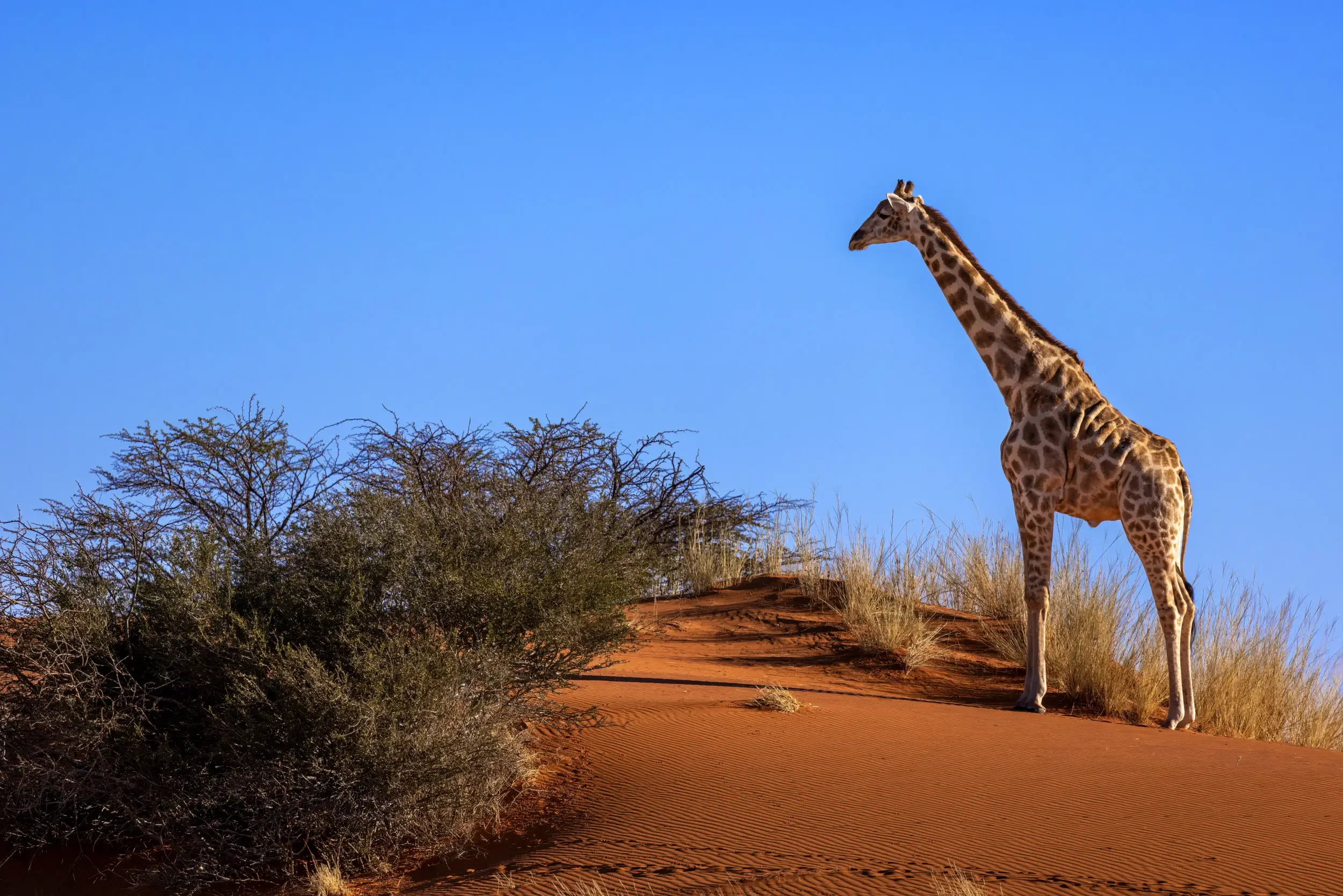 A giraffe standing on a sand hill in a desert with sparse bushes and clear blue sky.
