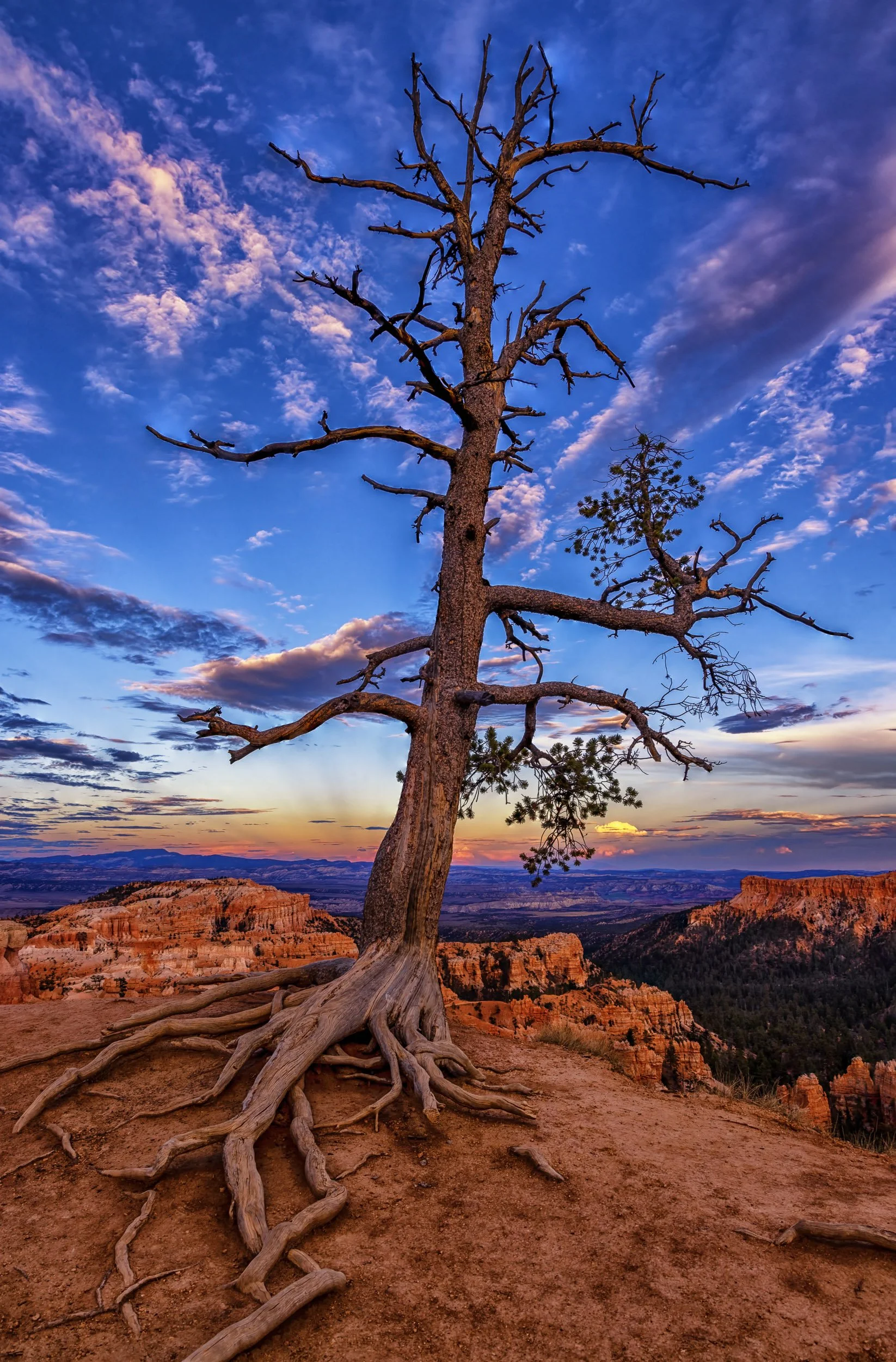 A leafless tree with exposed roots on a cliff at sunset, overlooking a canyon with layers of rock formations and a colorful sky with clouds.