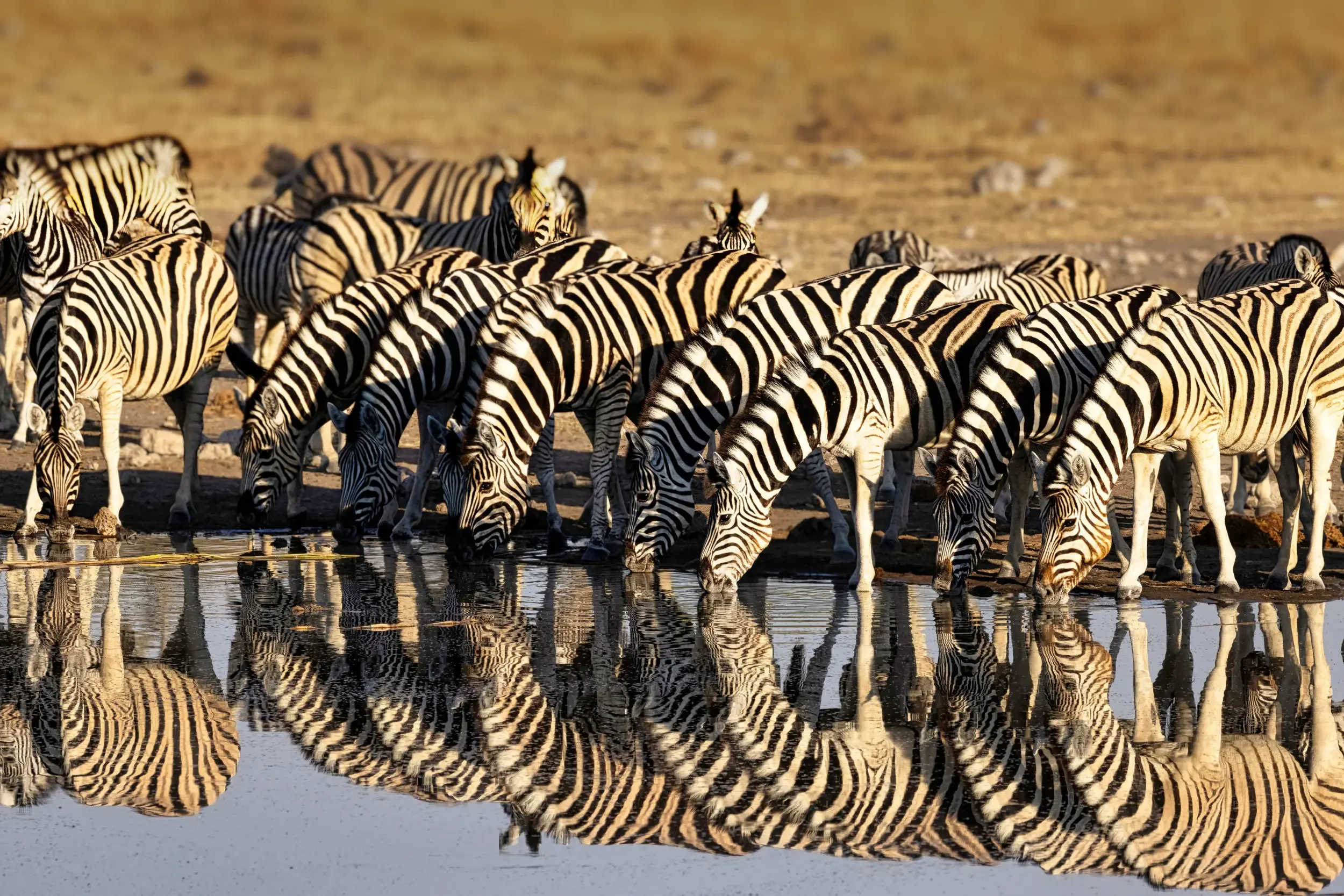 Group of zebras drinking water at a waterhole in a savannah landscape