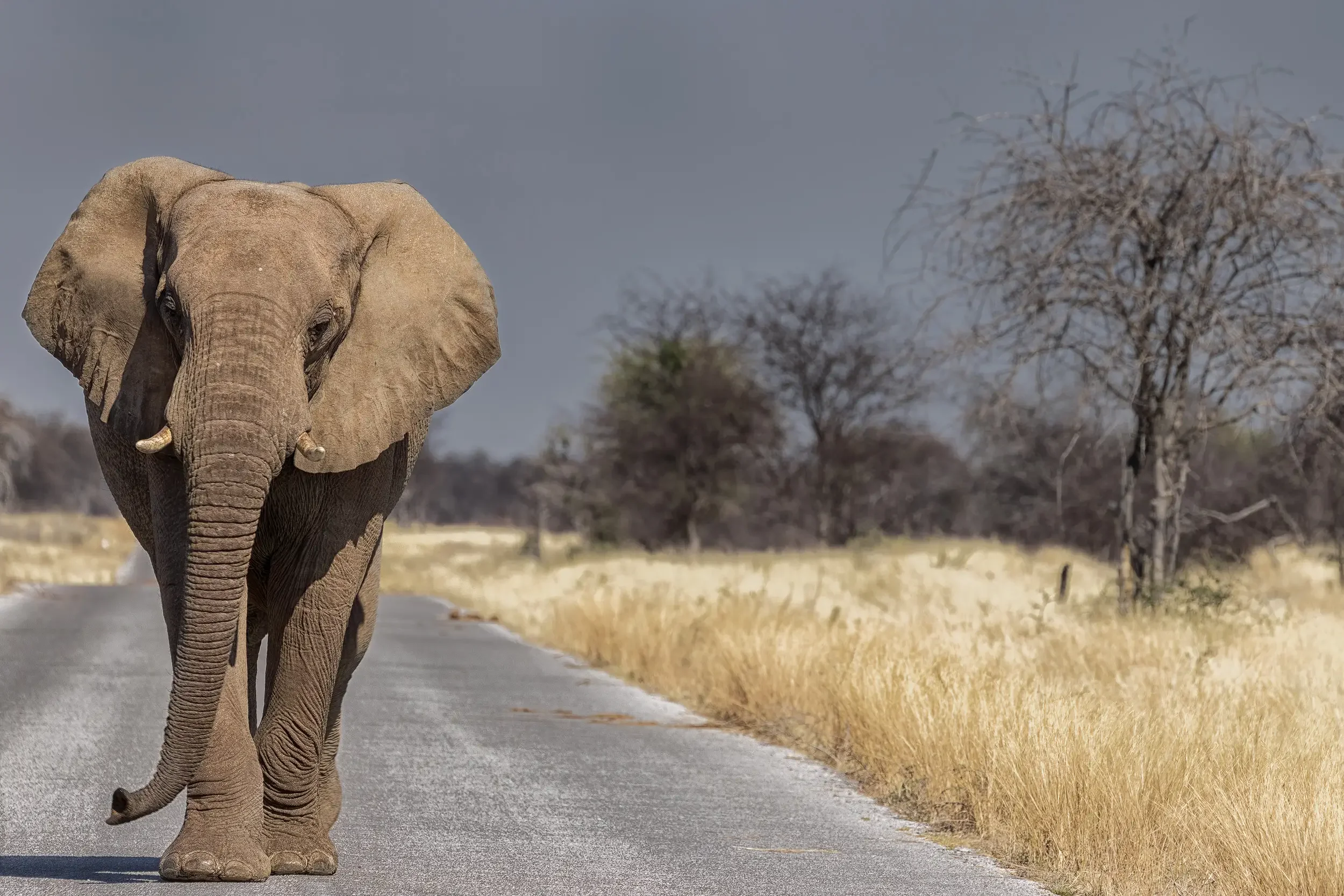 A large elephant walking on a paved road through a dry landscape with leafless trees and tall grass. Animal.