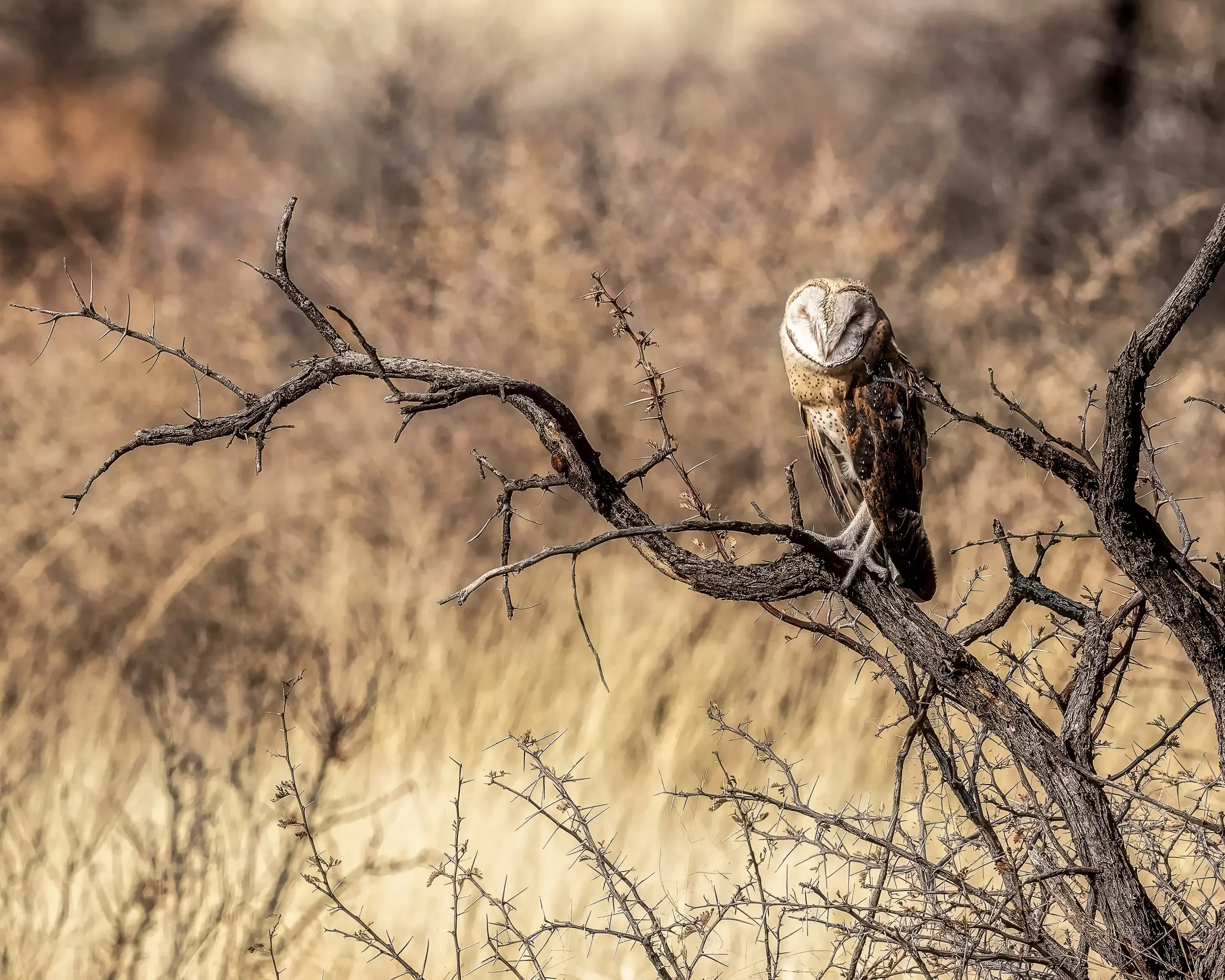 A barn owl perched on a dry, thorny branch in a desert landscape.