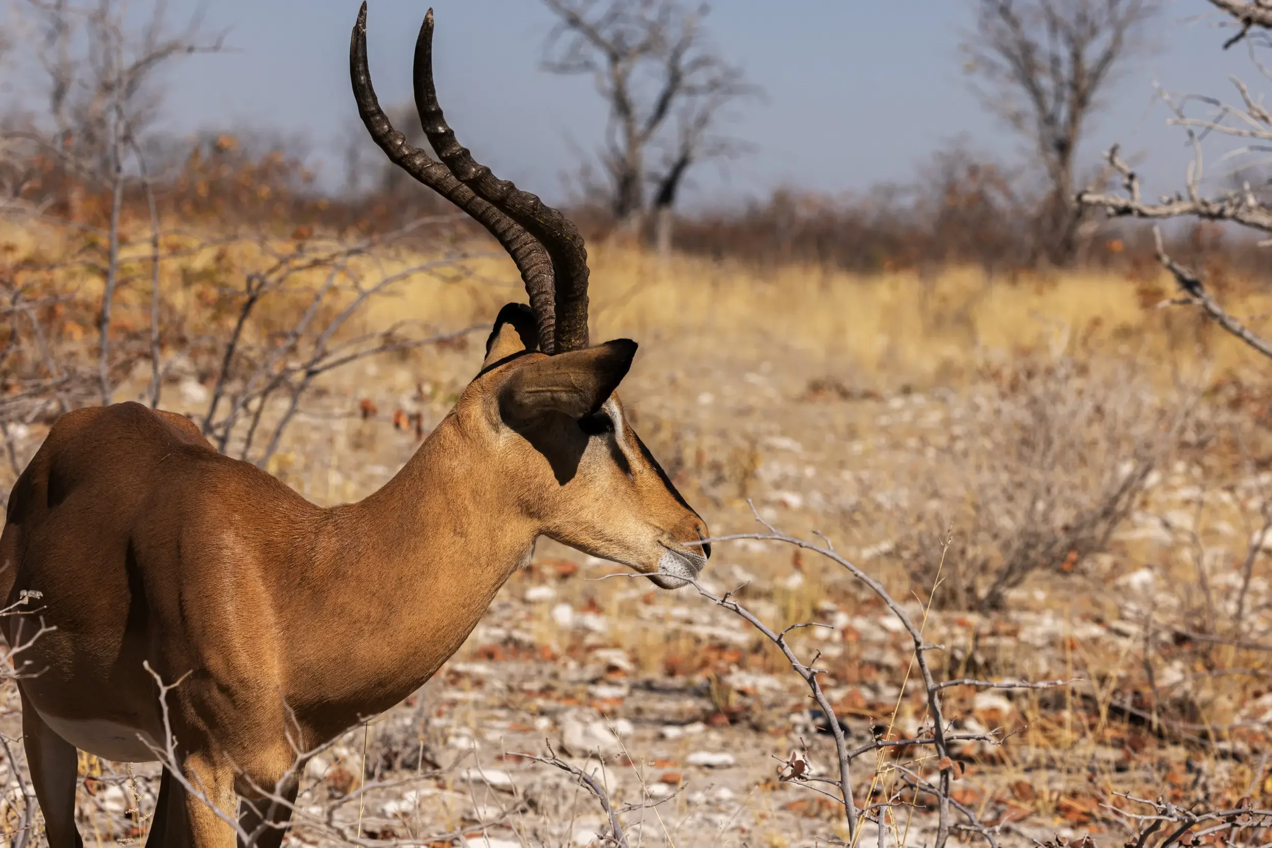 A sable antelope with curved, twisted horns in a dry landscape with sparse bushes and leafless trees.