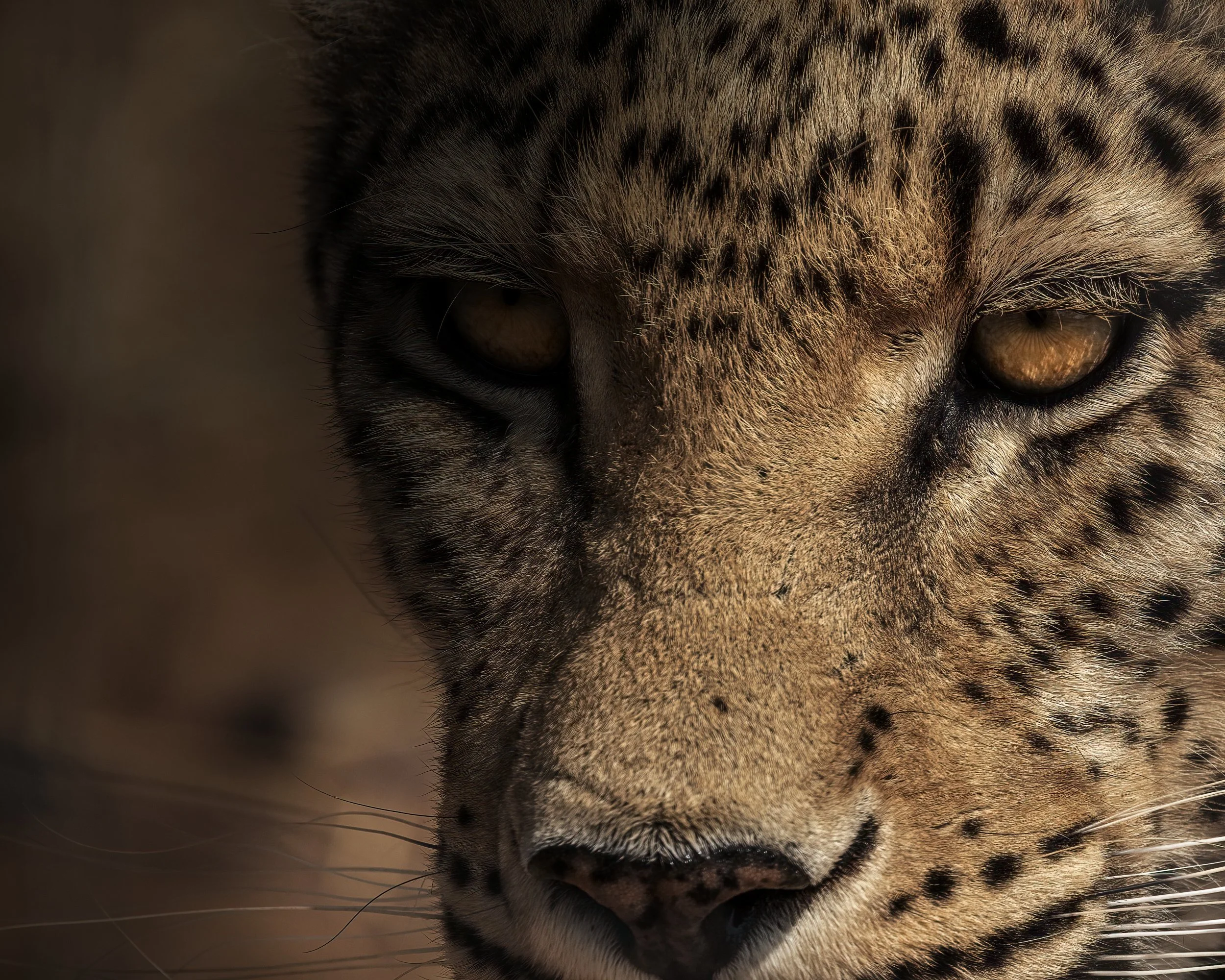 Close-up of a leopard's face, showing its yellow eyes, spotted fur, and nose.