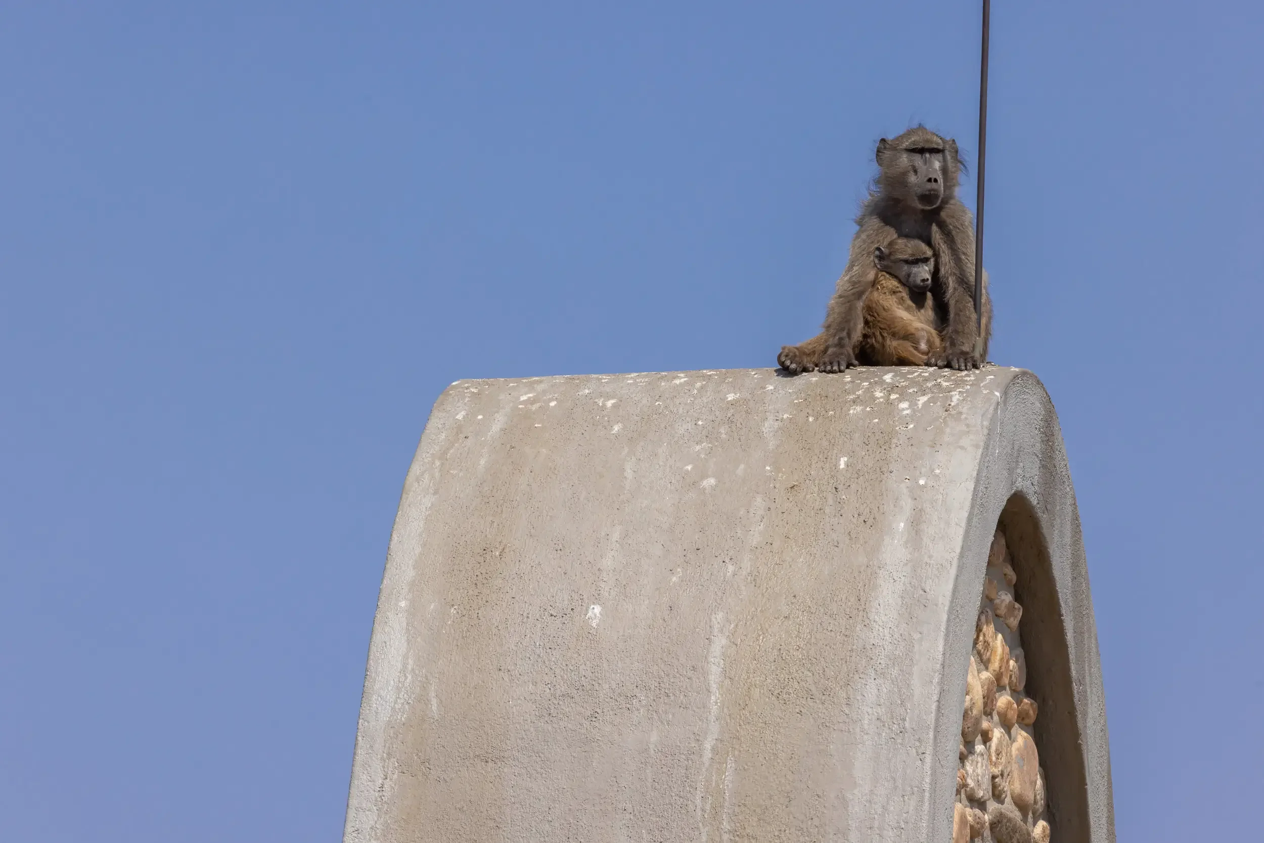 Two baboons sitting on top of a concrete arch against a clear blue sky. Animal.
