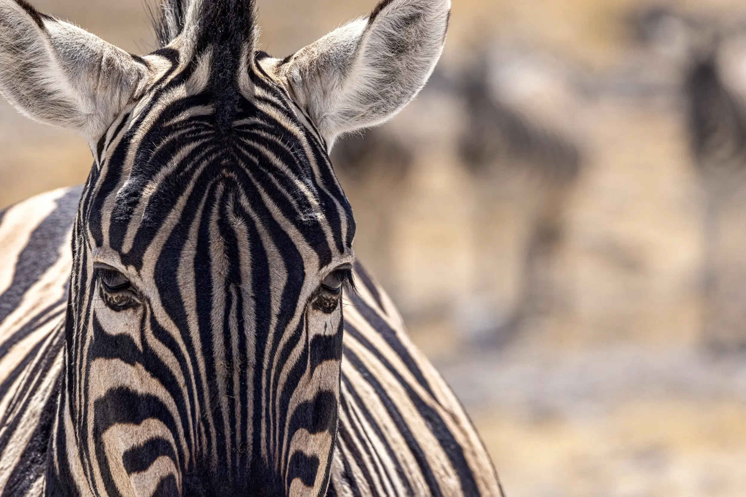 Close-up of a zebra facing the camera, showing its black and white striped face and ears, with a blurred background.