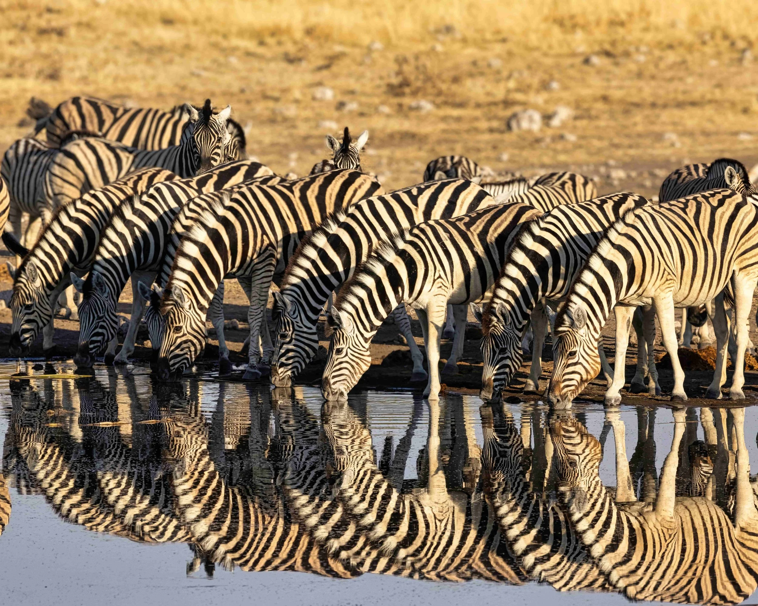 Group of zebras drinking water at a waterhole, with their reflection visible in the water. Animals.