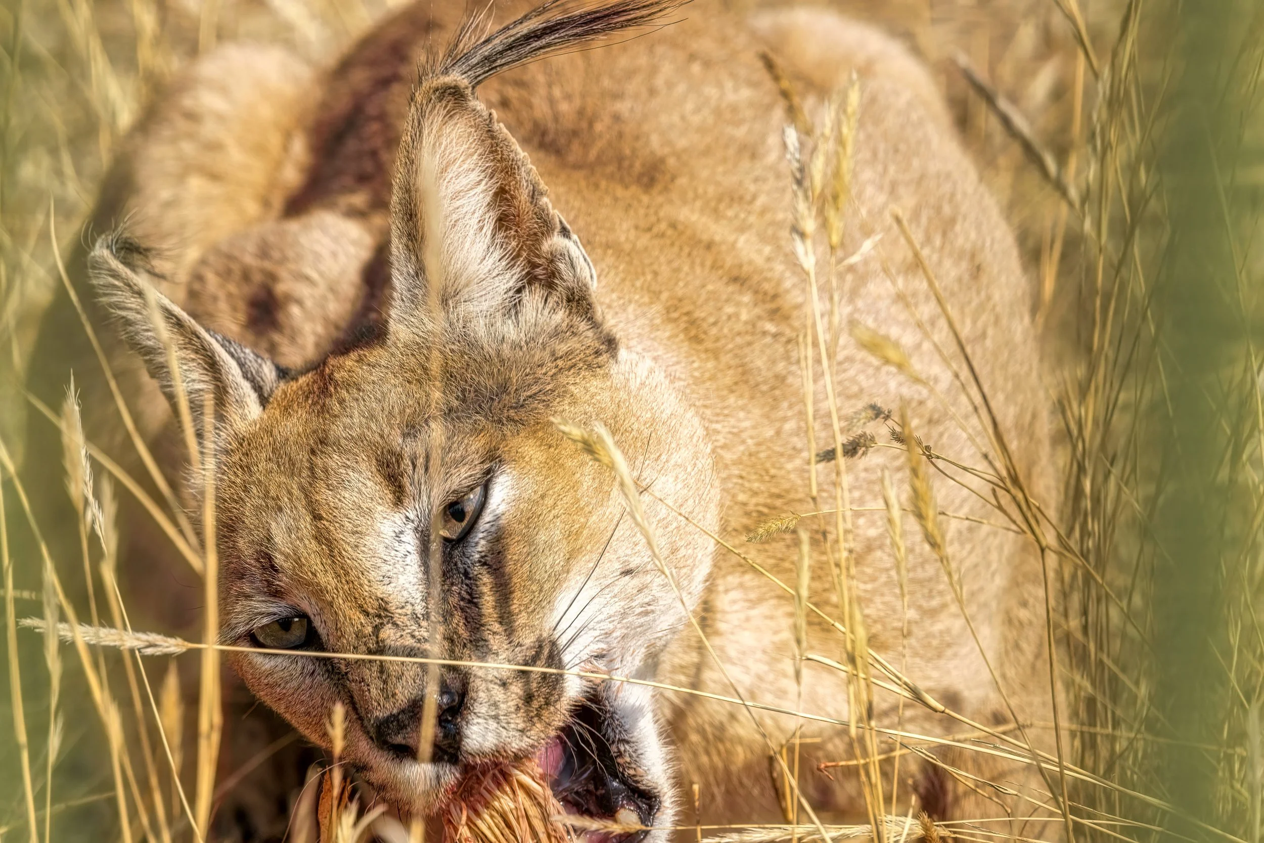 A close-up of a mountain lion, also known as a cougar, in a field of tall, dry grass, biting into a piece of prey.