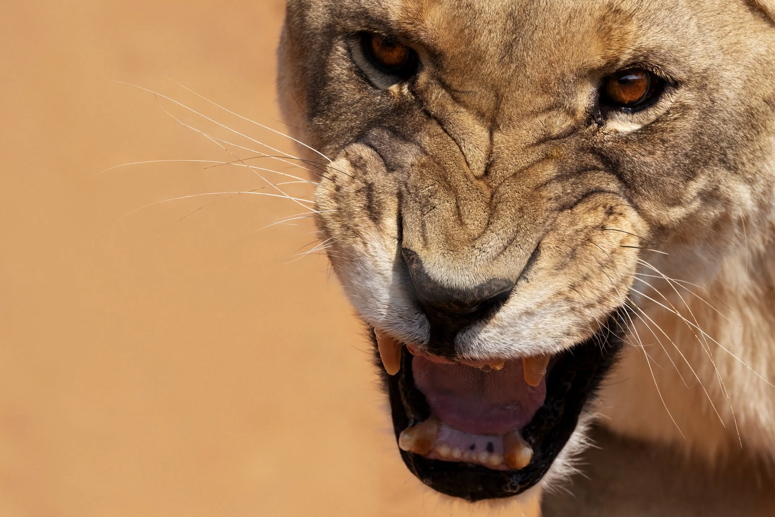 Close-up of a snarling lioness with an open mouth, showing teeth and fierce expression.