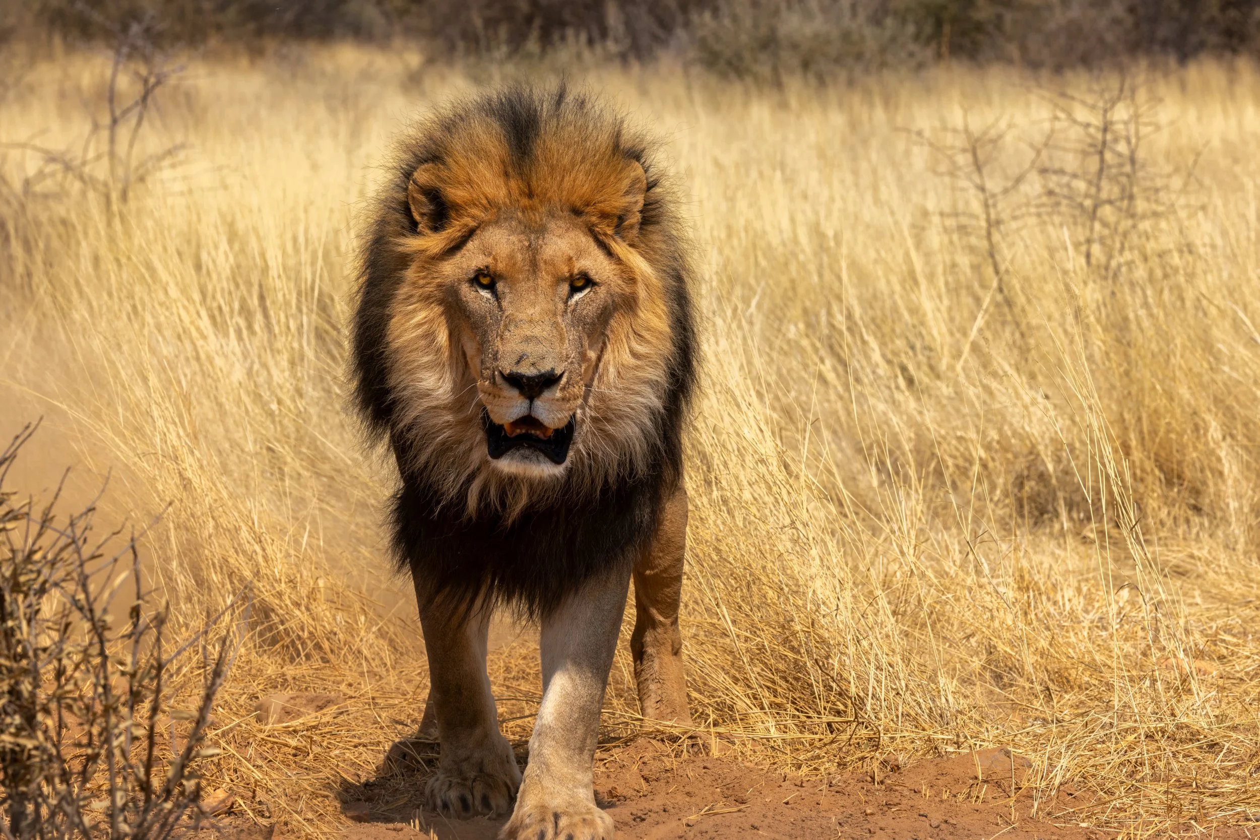 A lion walking through tall dry grass in the savannah.