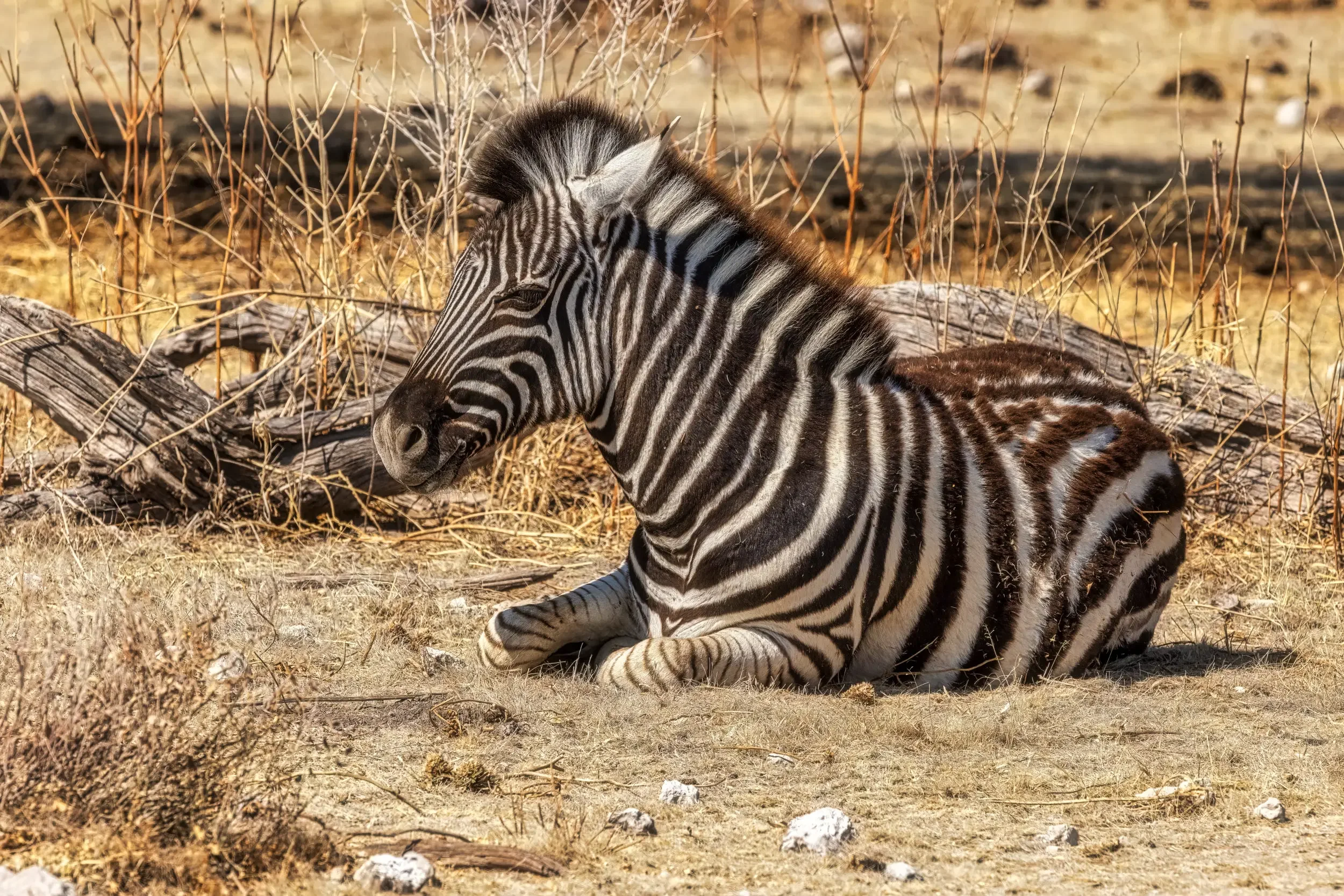 A young zebra resting on dry grass and surrounded by sparse bushes in a desert-like environment.