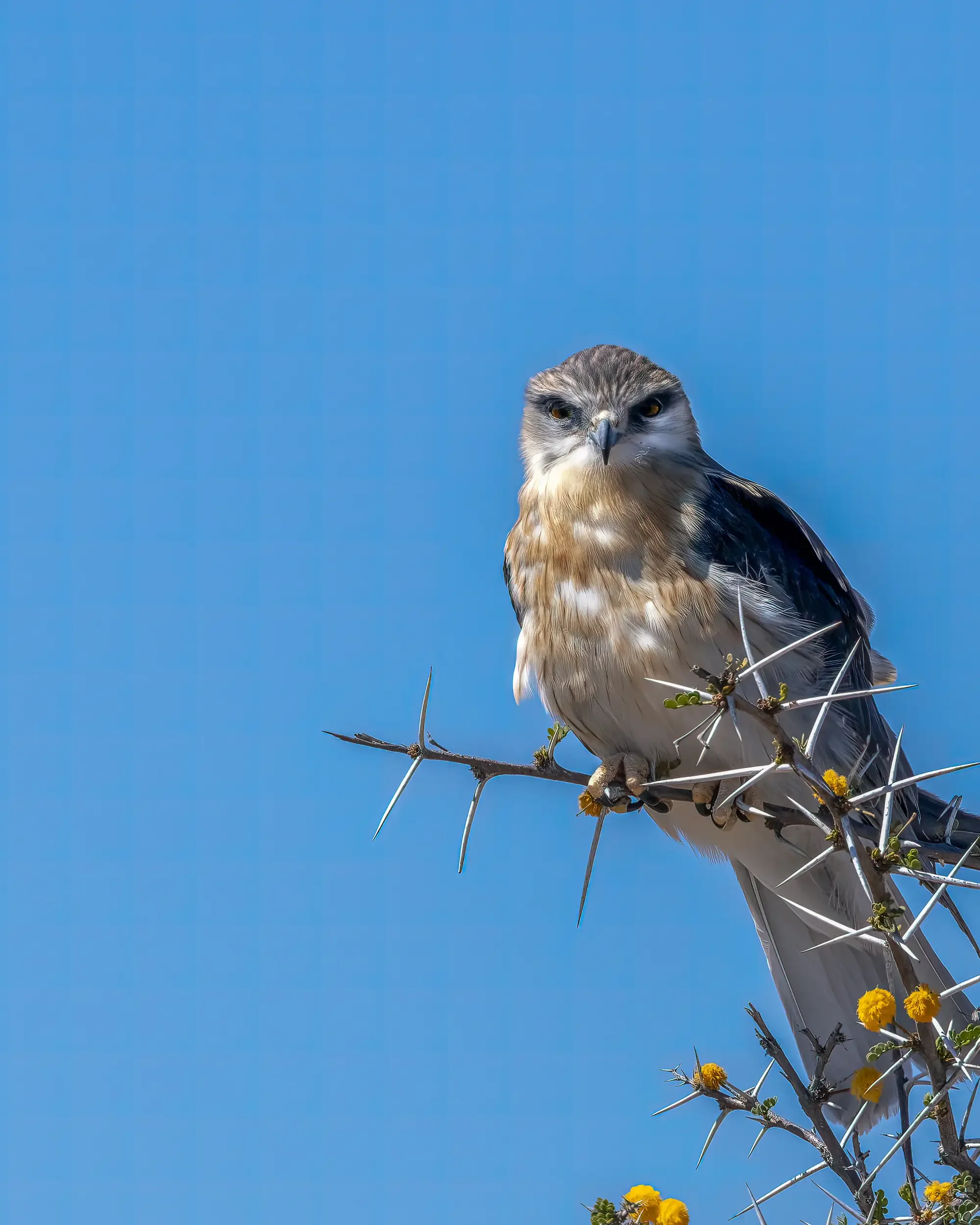 A bird of prey, possibly an American kestrel, perched on a thorny branch with yellow flowers, against a clear blue sky.