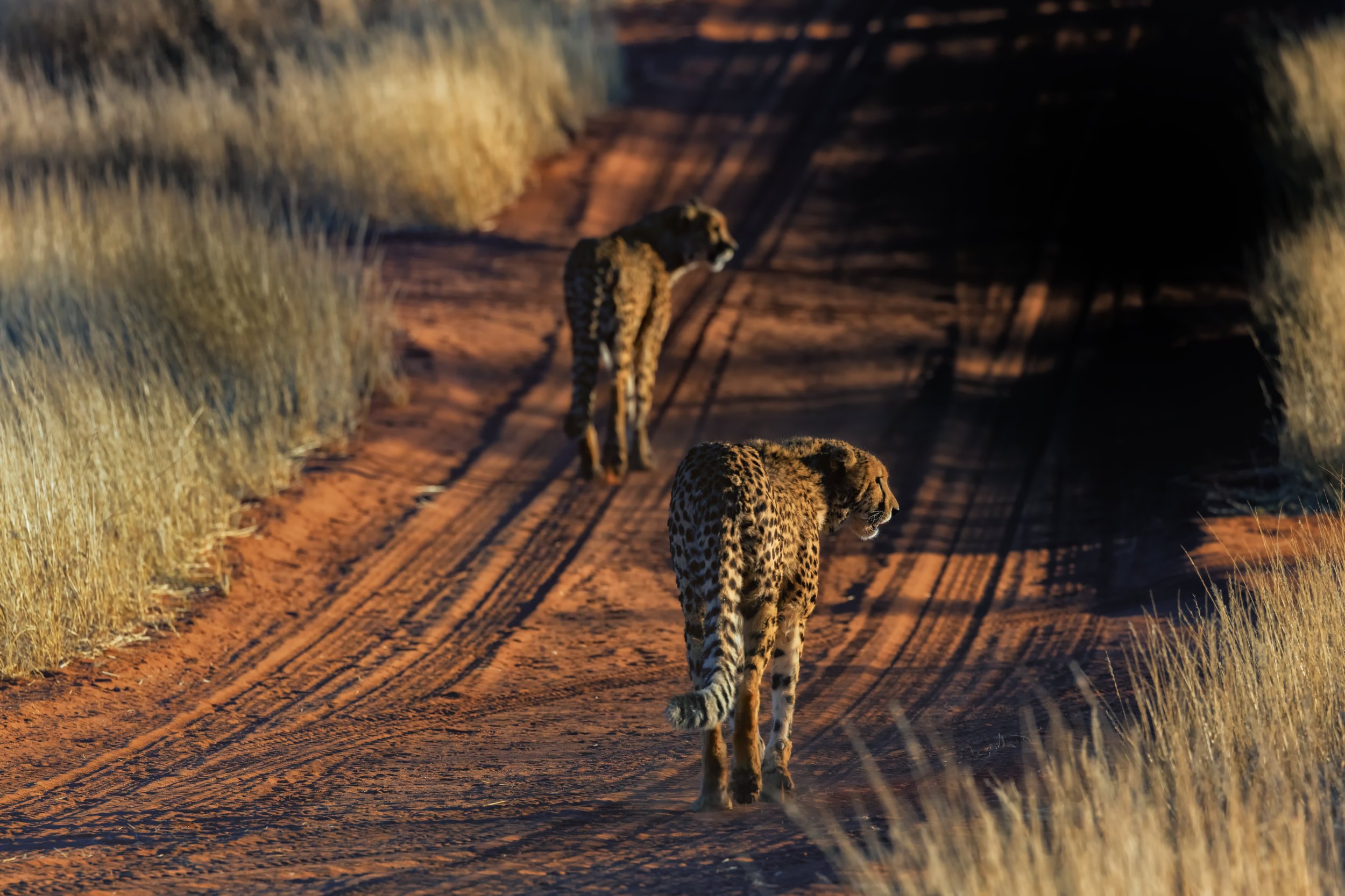 Two cheetahs walking along a dirt road in a grassy savanna during sunset.