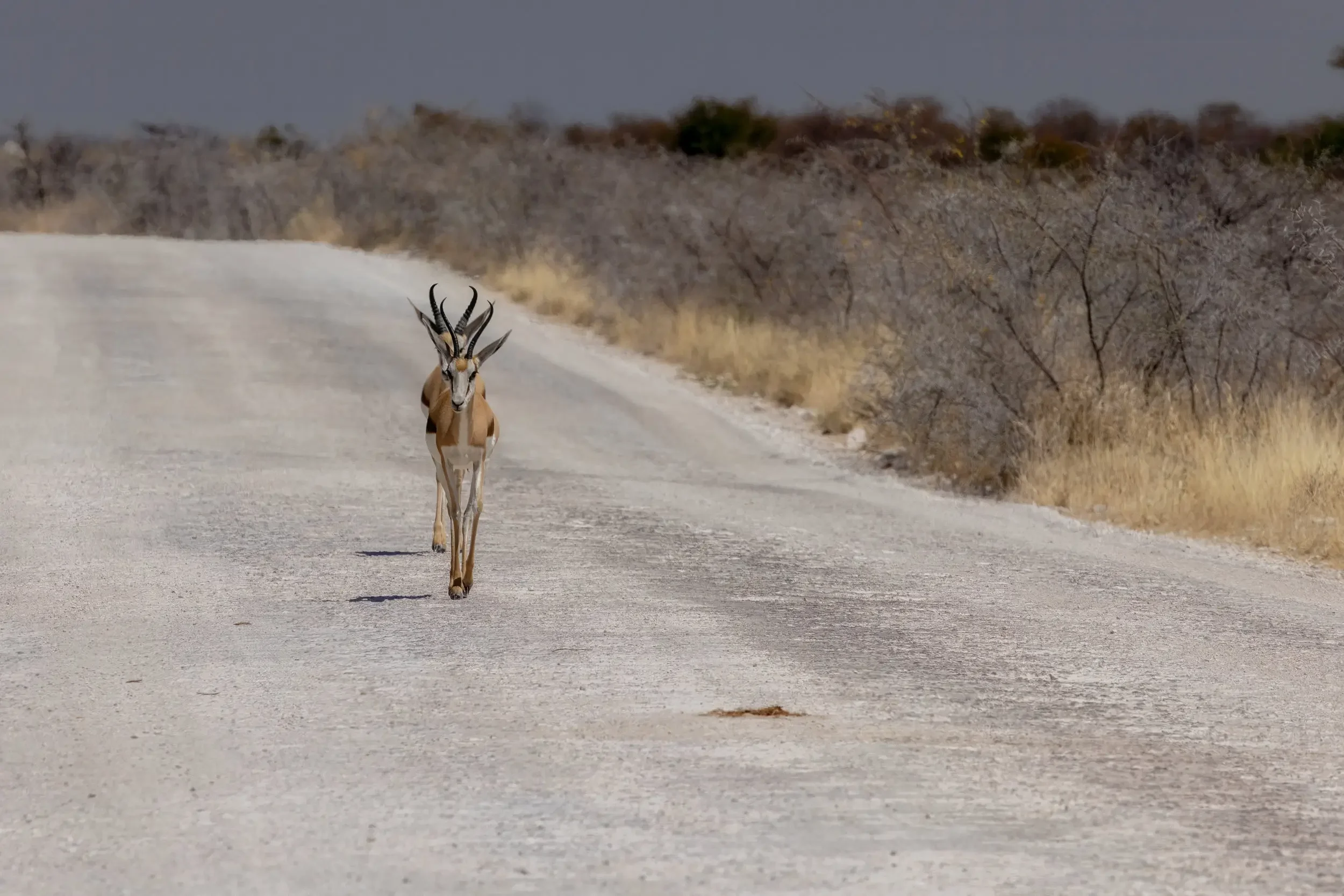 A lone gazelle running on a dirt road in a dry, scrubby savanna landscape with sparse trees and bushes under a cloudy sky.