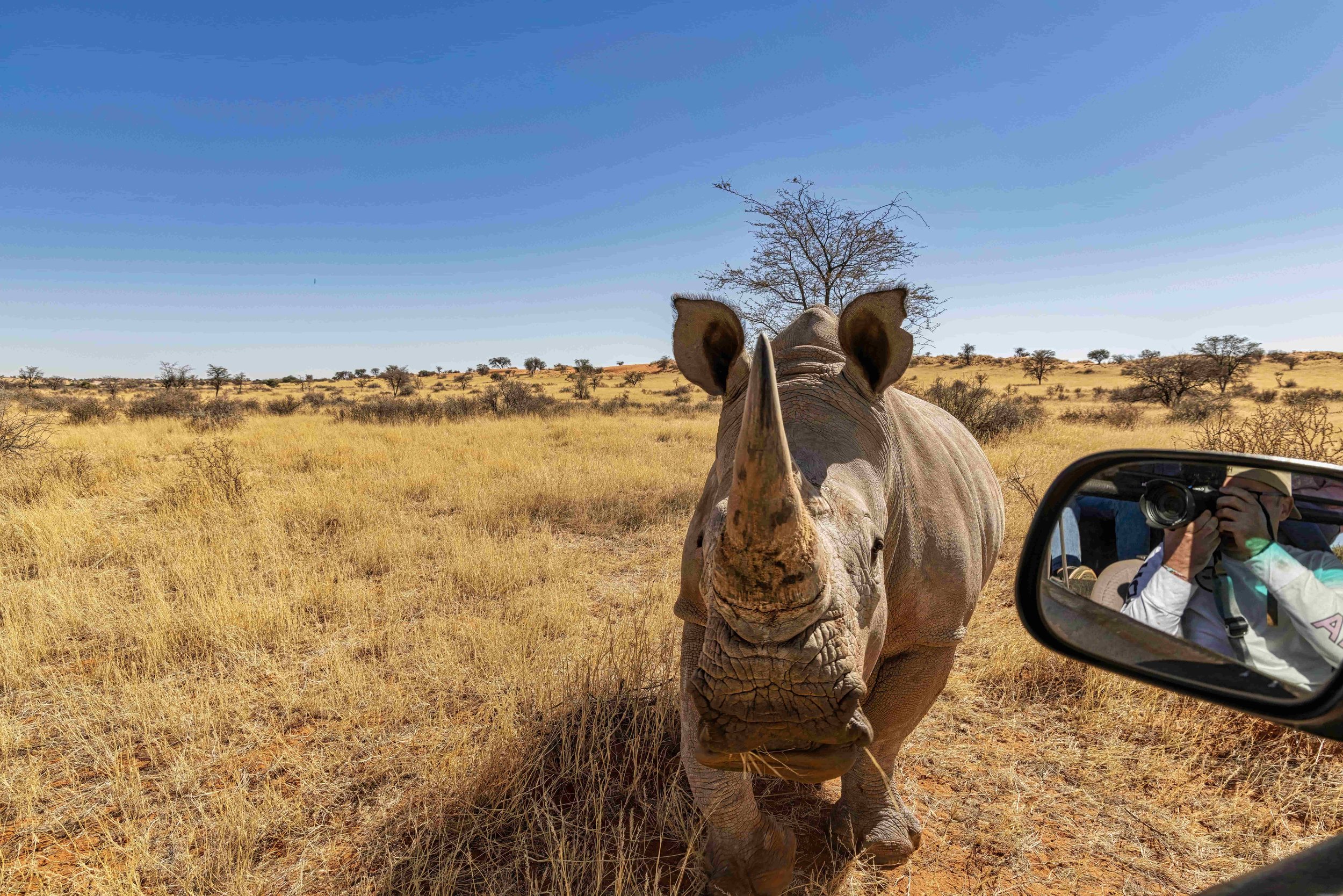Ein Nashorn sieht direkt in die Kamera, während ein Fotograf sich im Außenspiegel sieht, in einer afrikanischen Savannenlandschaft mit trockener Gras und vereinzelten Bäumen.