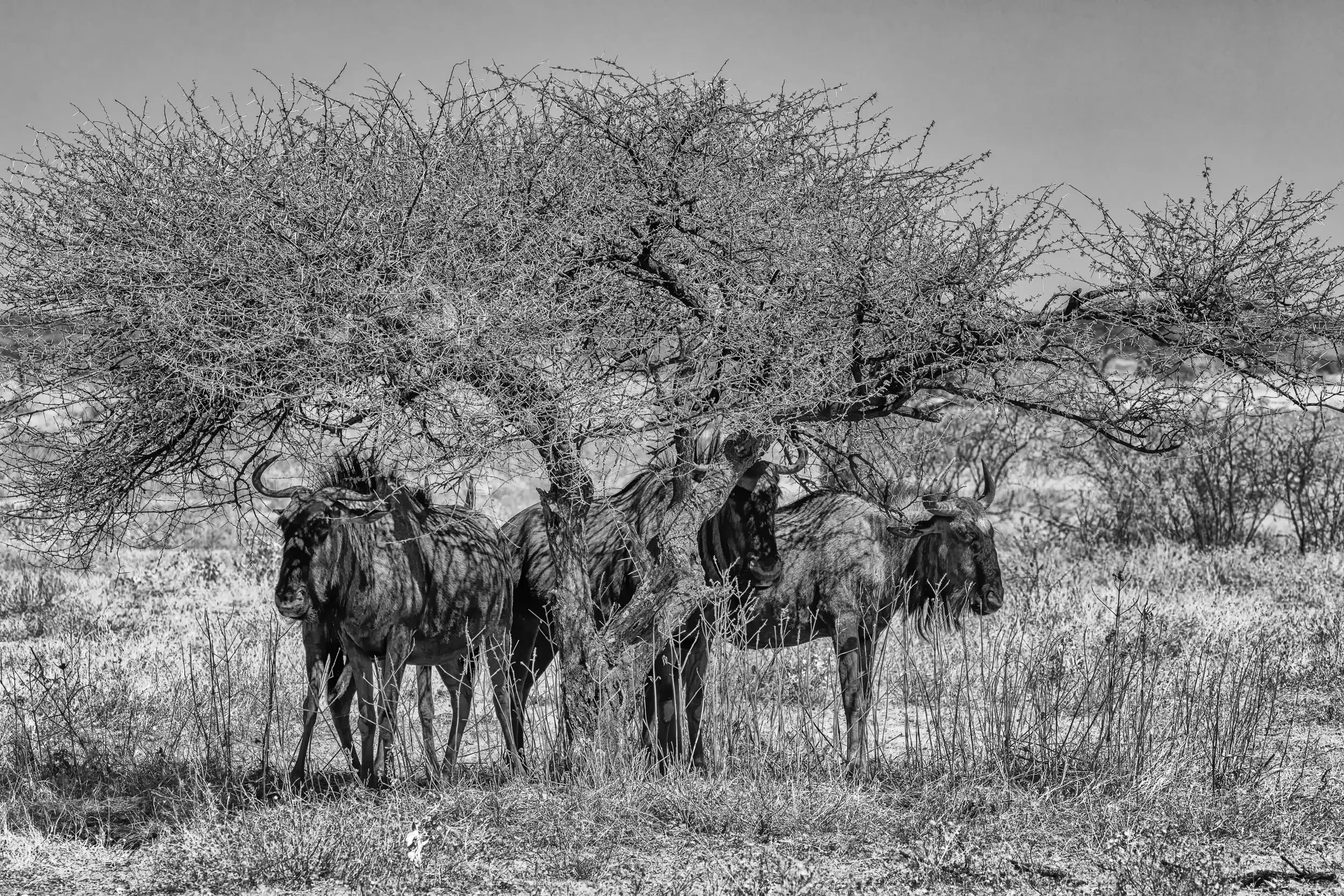 Black and white photo of three wildebeests standing under a leafless tree in a dry grassland.